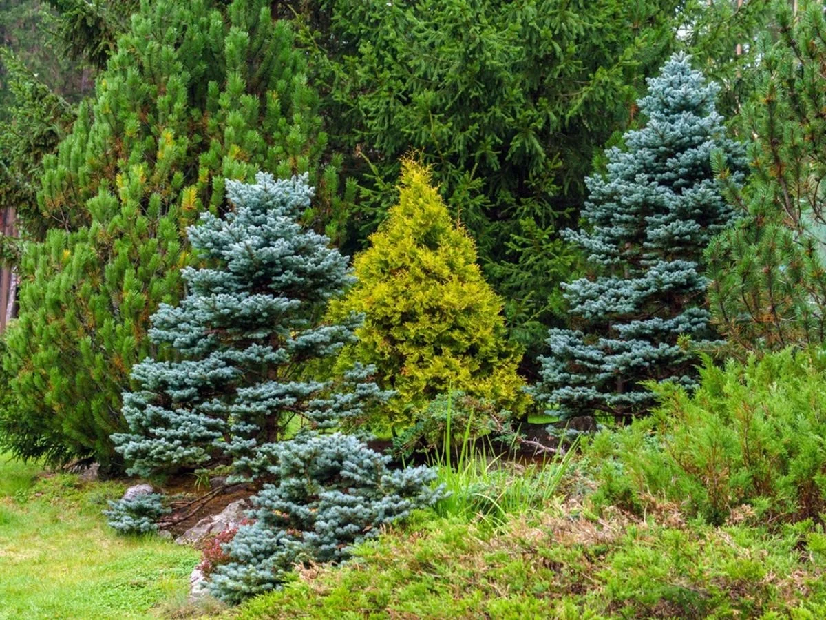 Winter in a Conifer Garden