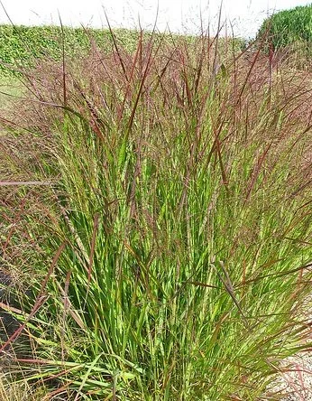 Selecting Plants For a Changing Environment