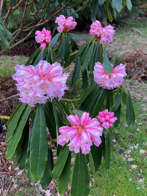 image2Rhodo.png