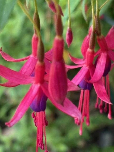 OPEN GARDEN