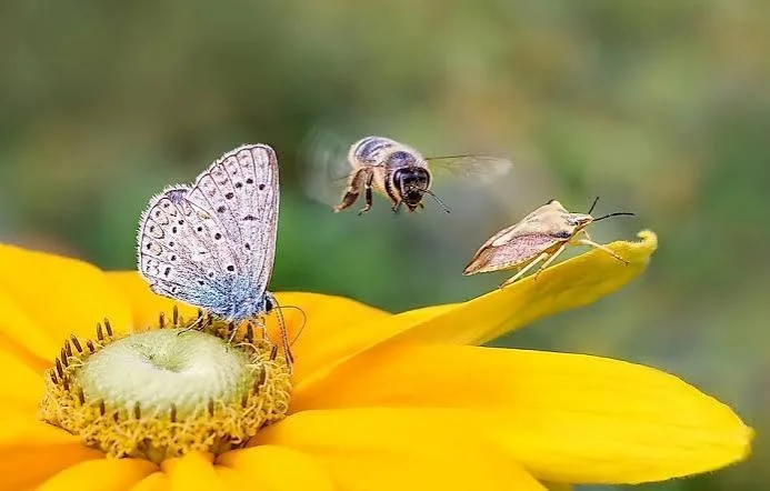 Naturalist Will Husby's Talk on the Benefits of Insects