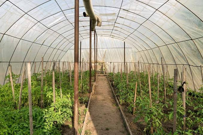 Linnaea Nurseries