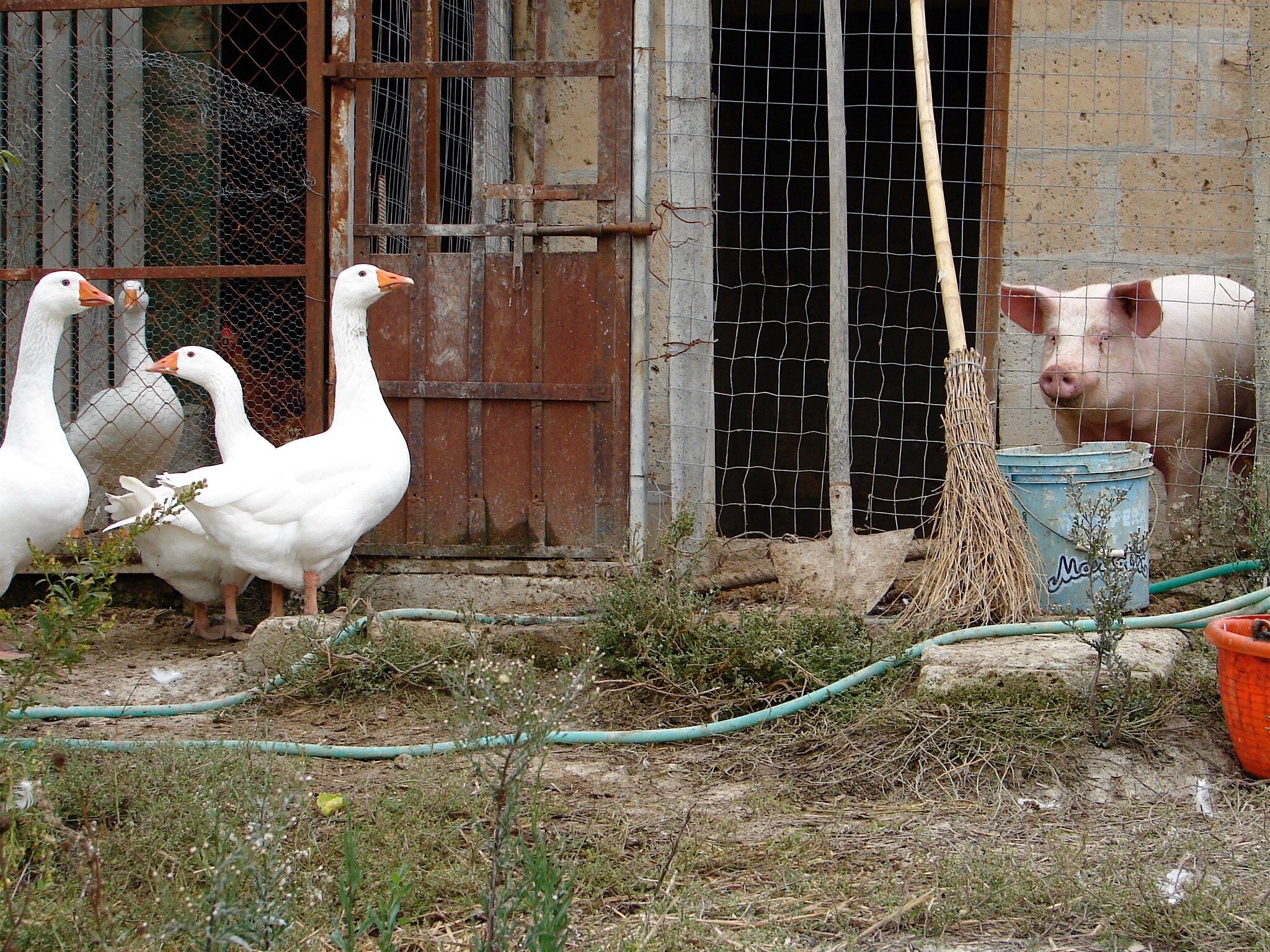#8 Ducks and Pig at the farm.jpg