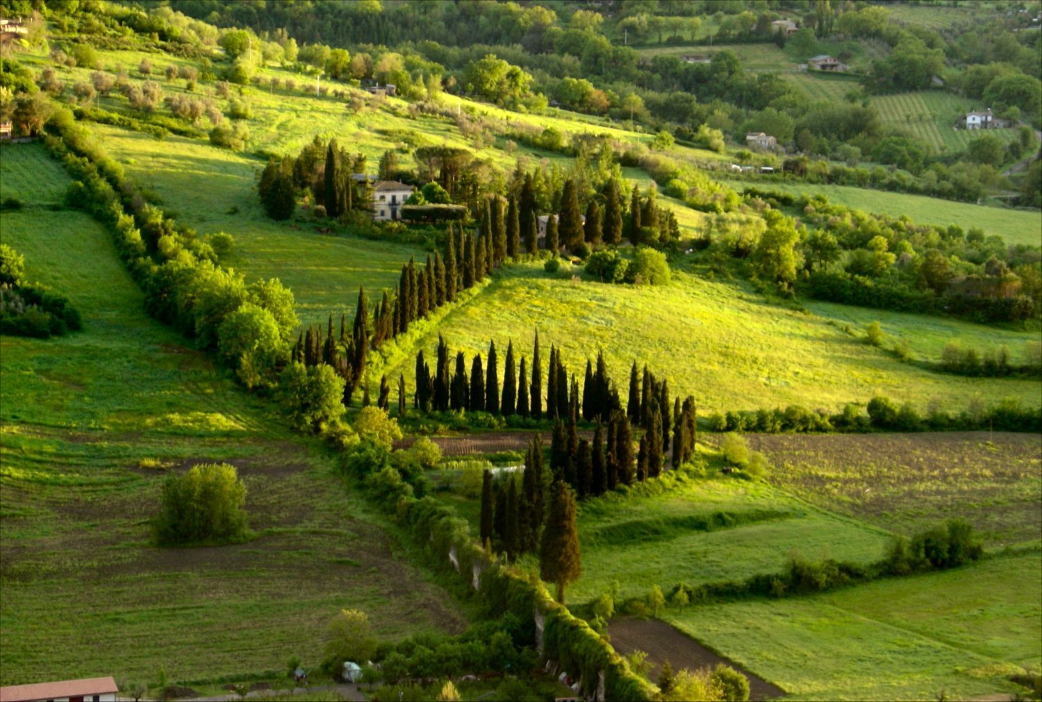  Everyone up on the cliff, or “rupe” of Orvieto admires the zig-zag of cypress trees along the lane up to a villa on the opposite hill-side. The landscape is quintessential Umbrian. 