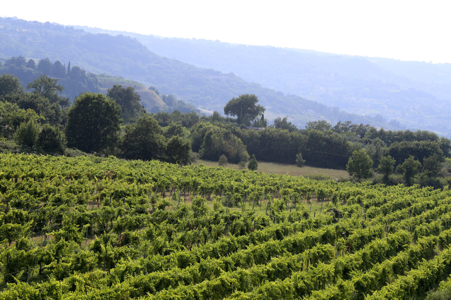  Vineyards, olive groves, small wooded areas, crop and pasture fields: these are the four elements of the regional landscape. Most glances over the countryside will find all four features. 