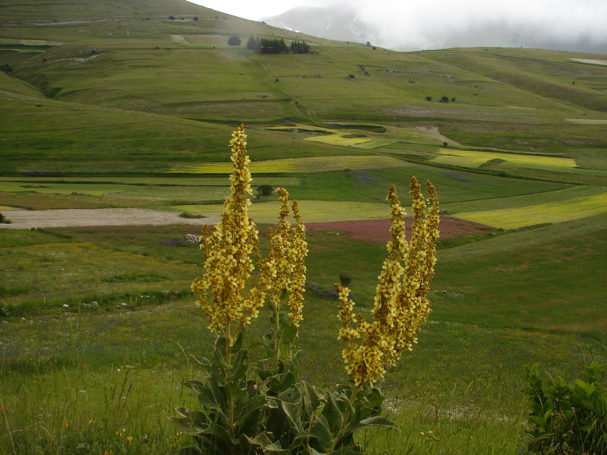  The rolling meadows and dazzling yet subtle colors of fields of wildflowers around Casteluccio, above Norcia, birthplace of Saint Benedict. 