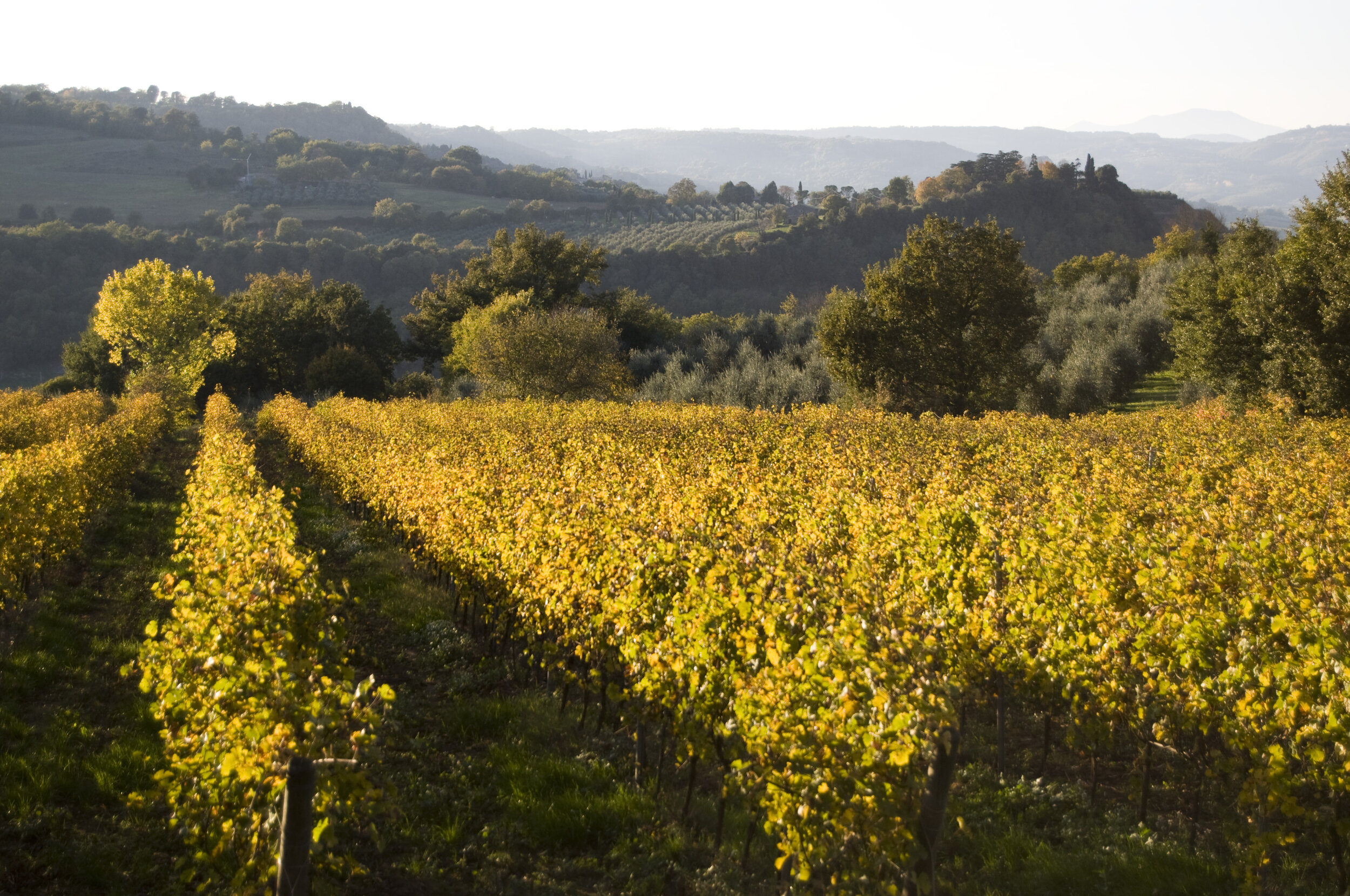  In the autumn, the landscape turns golden with the ripened vineyards, the foliage of the oak trees, the fields of wheat. 