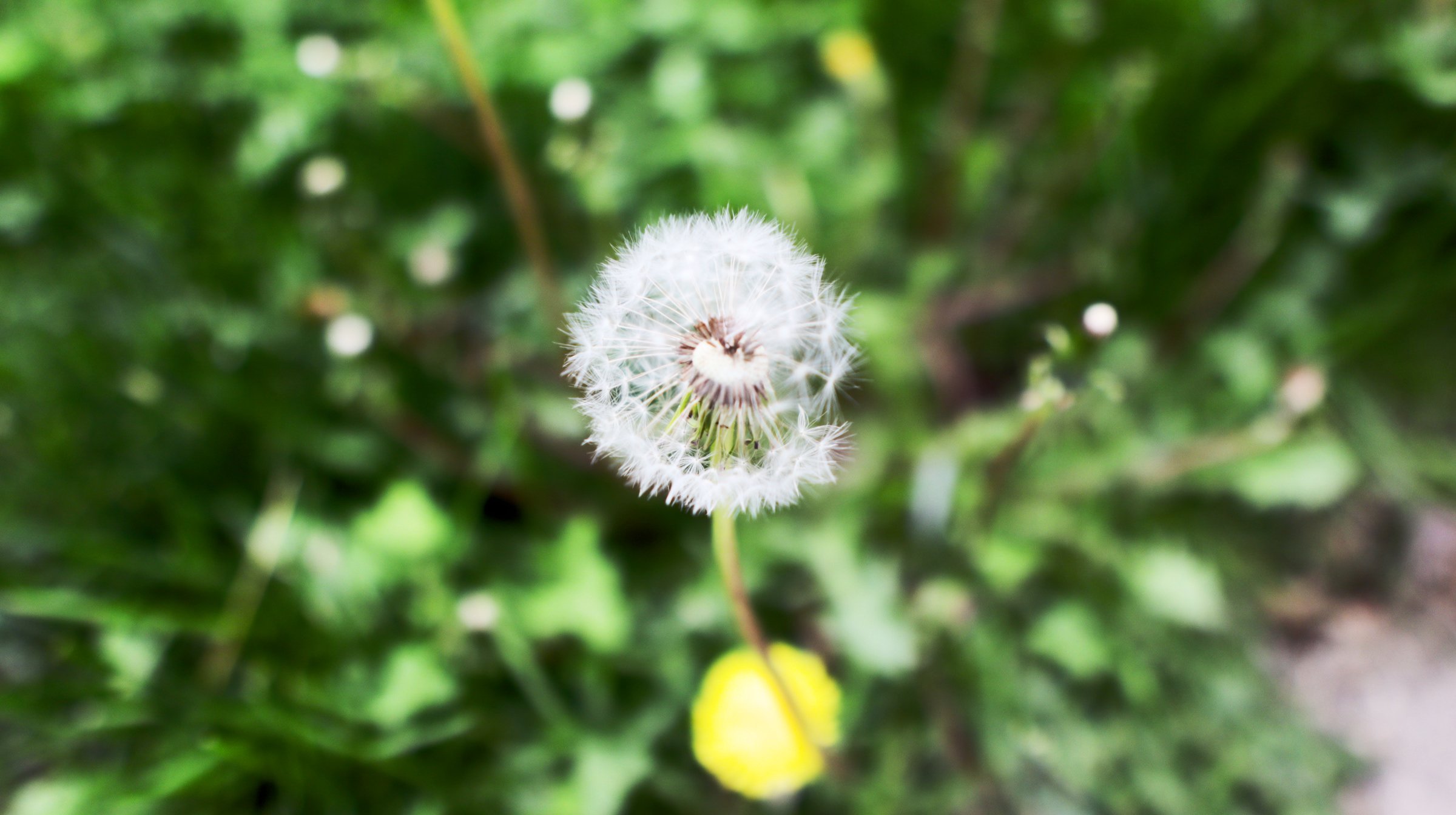 IMG_7950.jpeg