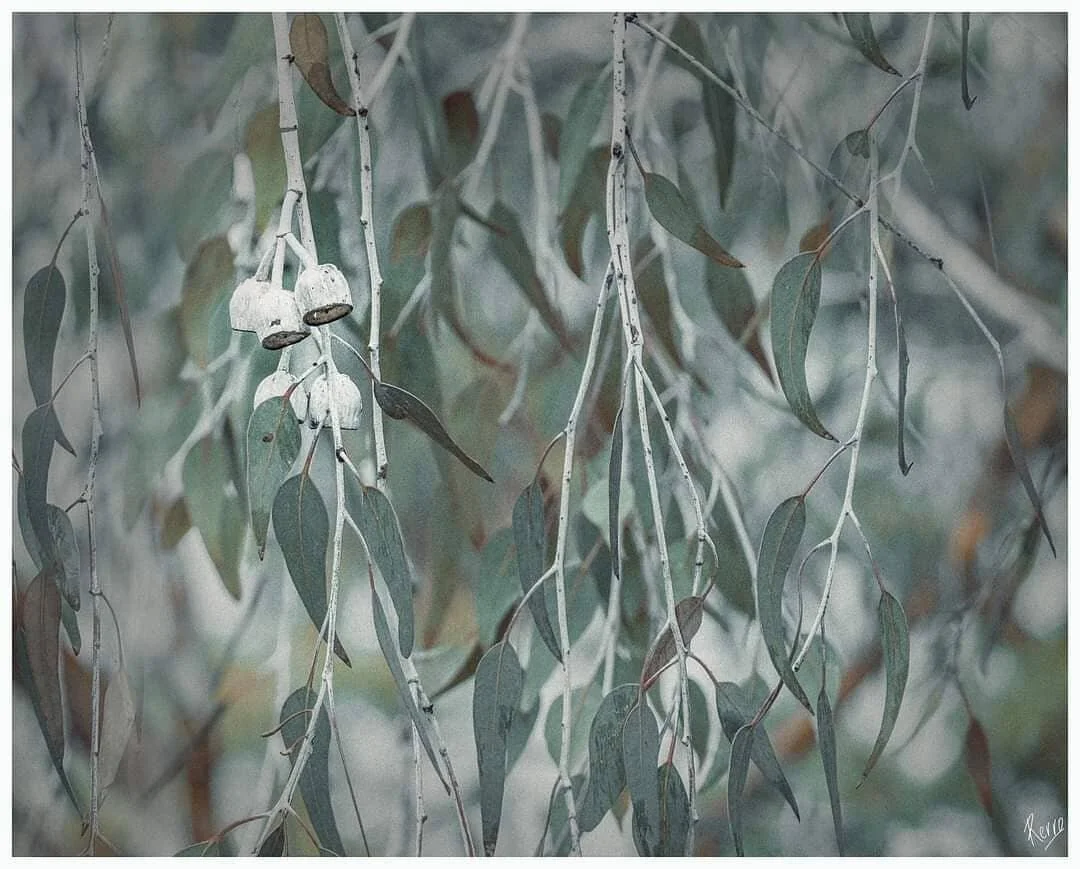 &quot;It's the colours, the light, the space. It's really very deep in my soul... In the Australian bush and inland deserts, there is a sense of being the first person in a place.&quot; ~ Suzanne Cory
#Australianbush #coloursofaustralianbush #silverg