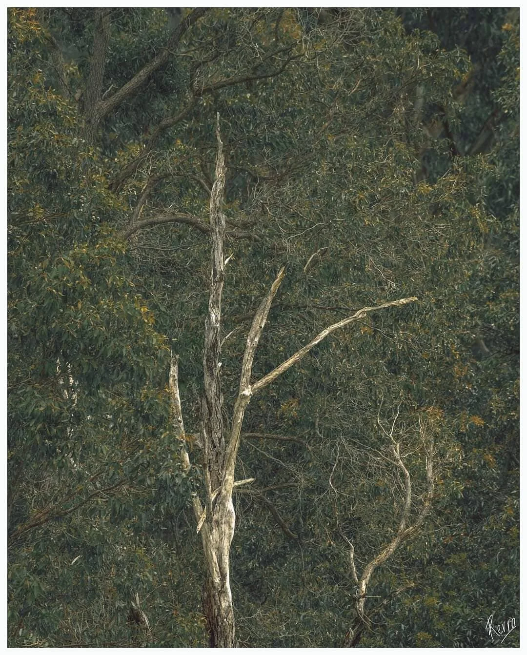 Aussie Dreams......The forests are so dense it is difficult to find contrast and separation amongst the vegetation, but the bare bark of this tree managed to to say....look at me...look at me...!
#australianbush #westernaustralia #serpentinedam #natu