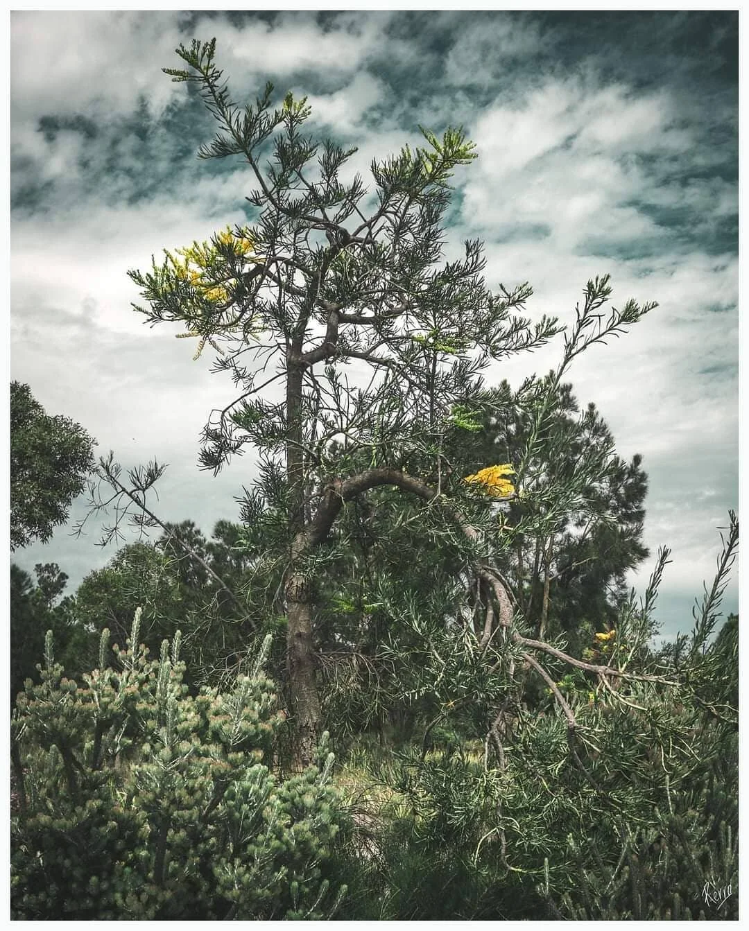 Nuytsia Floribunda #westaustralianchristmastree #westaustralia #christmas #naturephotography #fujifilmxt3