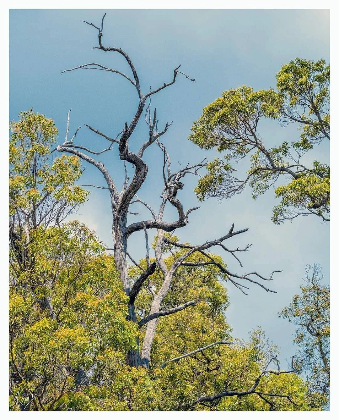 Amazing how light can transform a scene #serpentinedam #serpentine #landscapephotography #trees #westernaustralia #nature #natureatitsbest