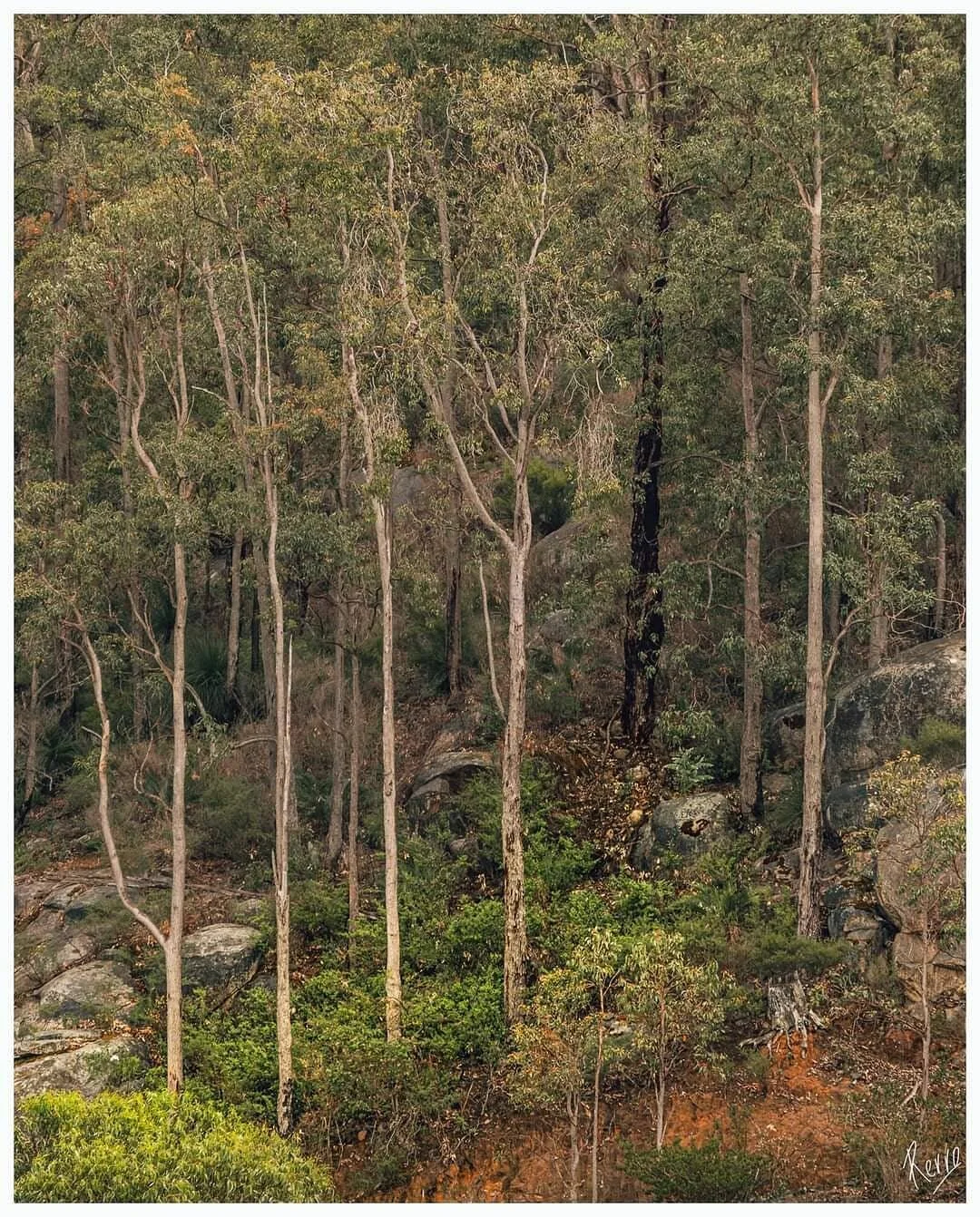The Australian bush....a wonderland waiting to be explored. Loved these white vertical trunks stretching against the side of the mountain leading the eye to the darker trunk, with a splash of what's left of the green bush in the foreground and the om