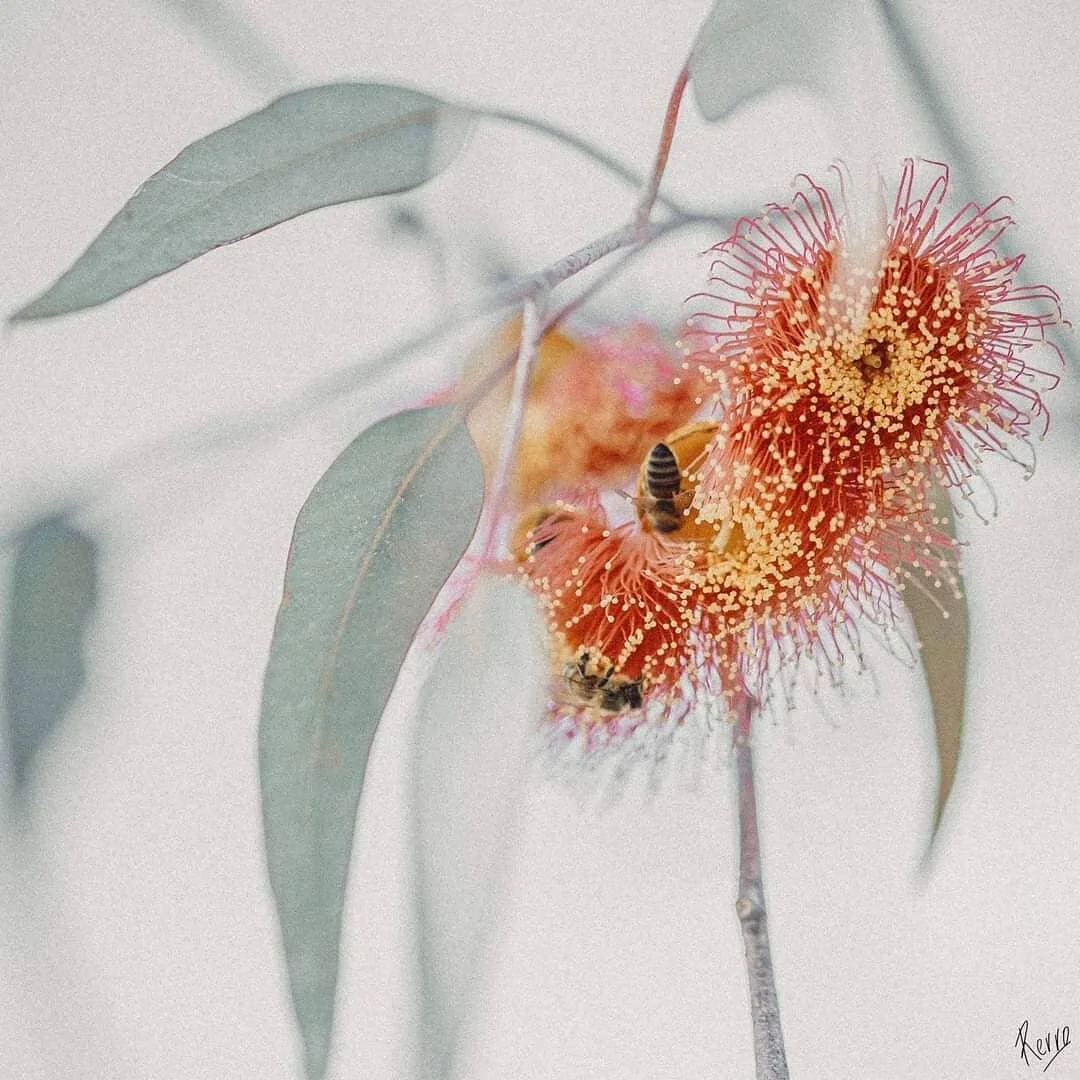 The Silver Princess #silverprincessgum #eucalyptus #arboribus #kingspark #naturephotography #mypassion #fineartphotography #perth