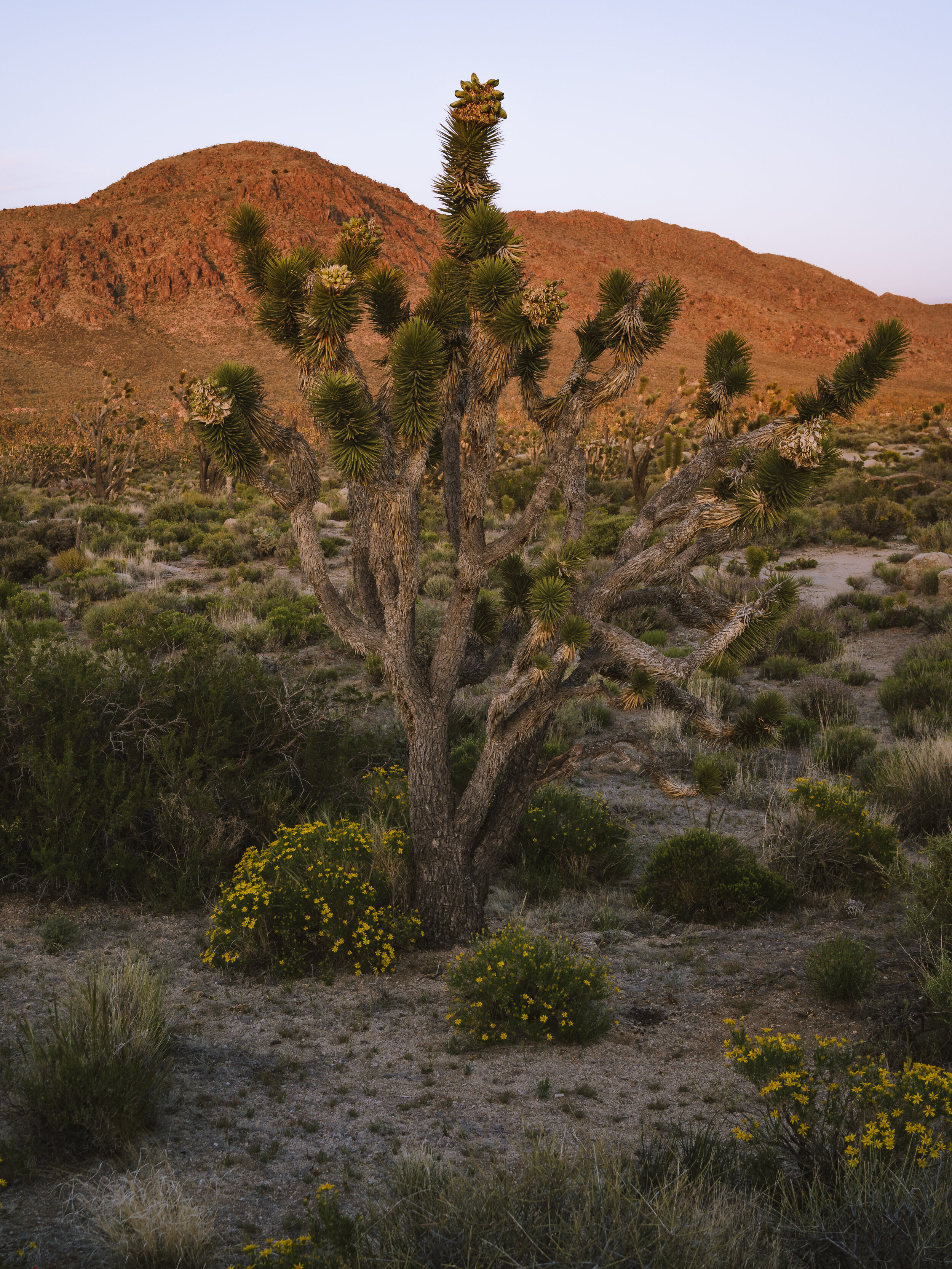 Mojave 7.jpg