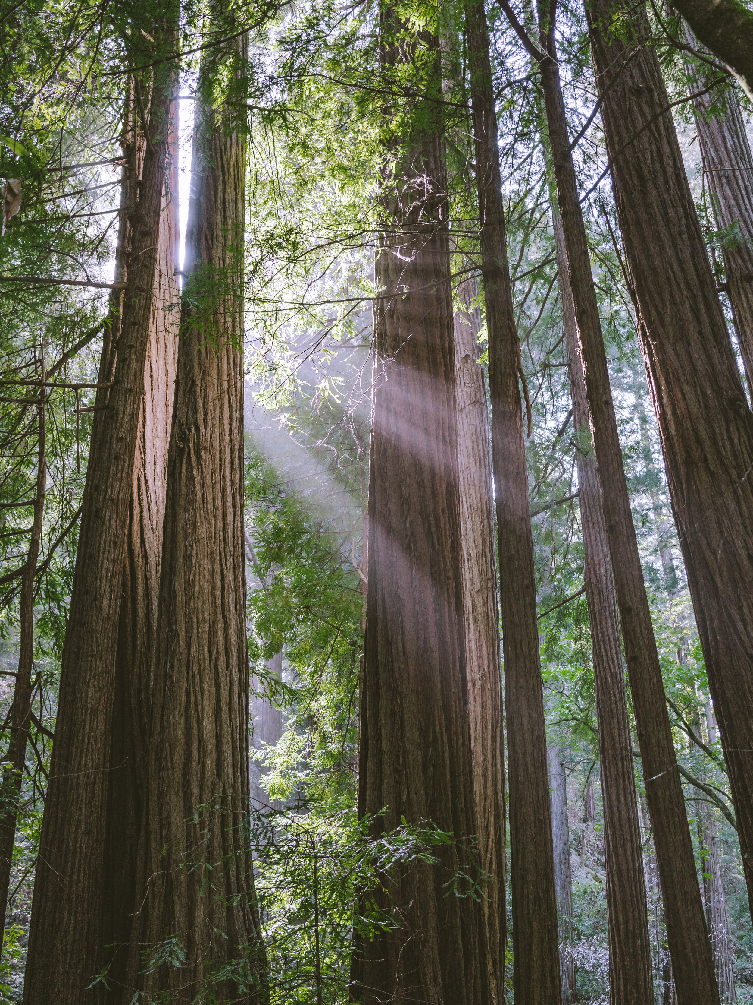 Muir Woods.jpg