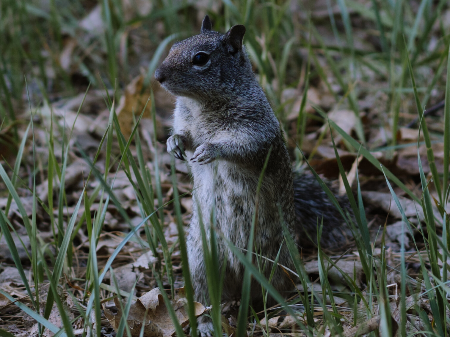 squirrell.jpg