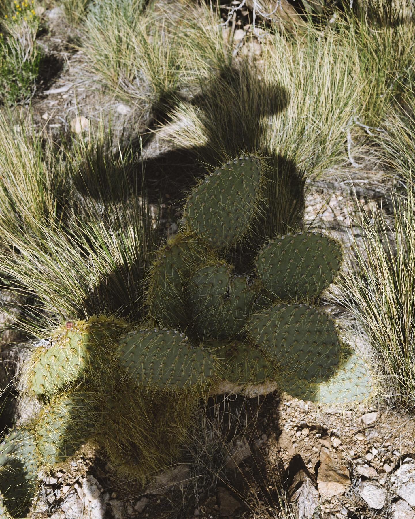 Howdy 🤠 
.
.
.
.
.
#selfportrait #flashback #visitcalifornia #mojavedesert #californiaadventure #pricklypear #wildcalifornia #findyourpark #goparks #liveoutdoors #exploretocreate #theoutdoorfolk #nothingisordinary #vanlifediaries #getoutstayout #wil