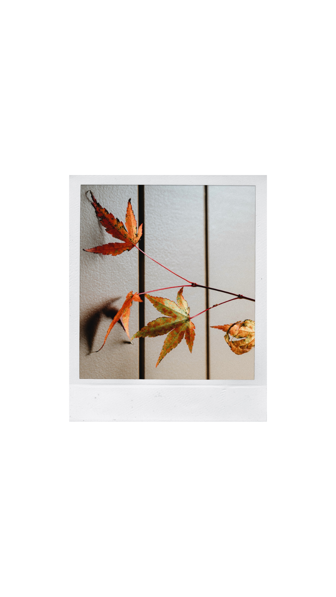 Untitled design (10).png