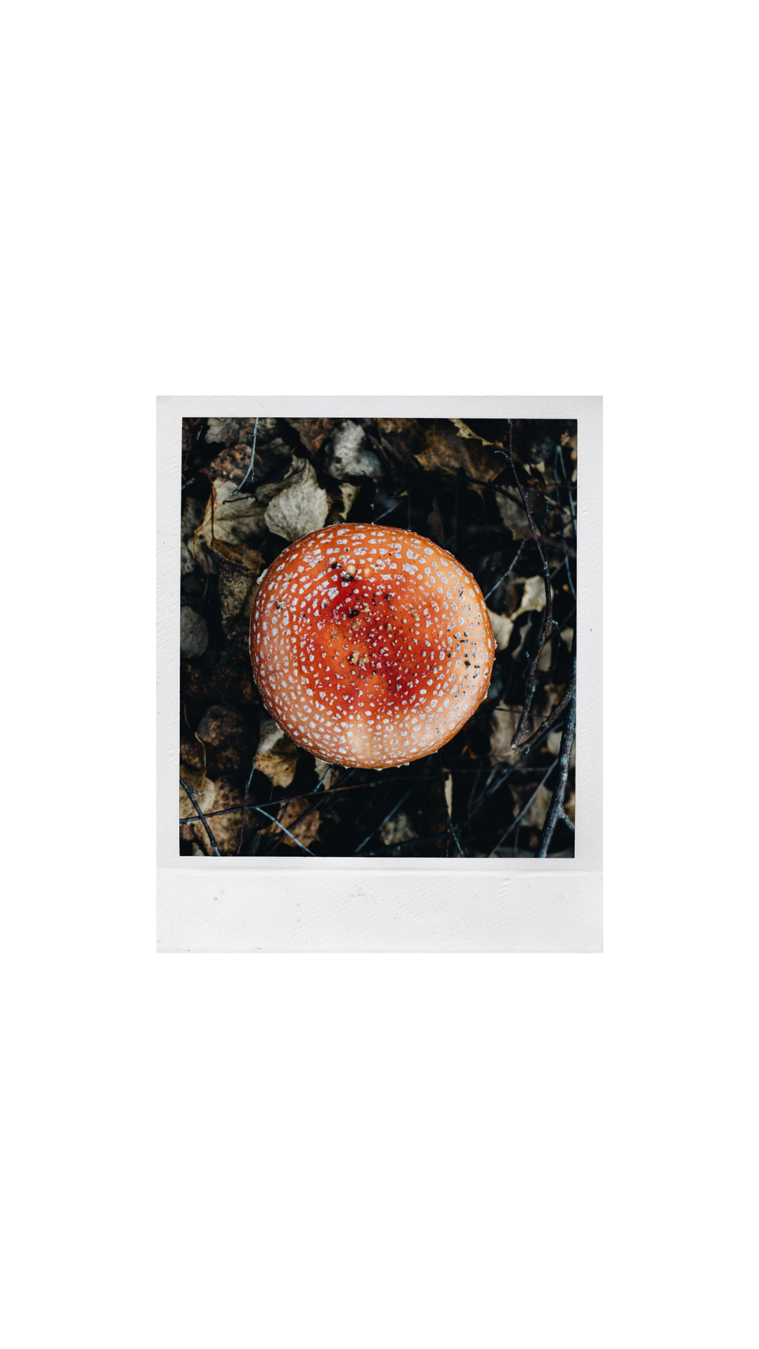 Untitled design (14).png