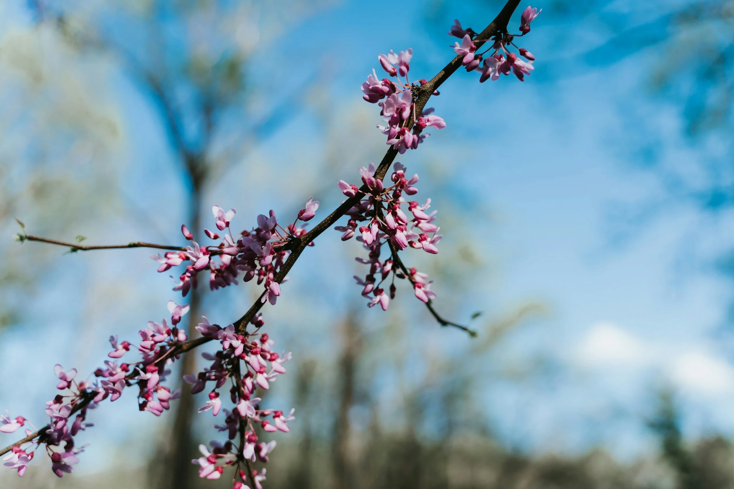 Close-up of a pink flowering branch against a blue sky and blurred background of trees.
