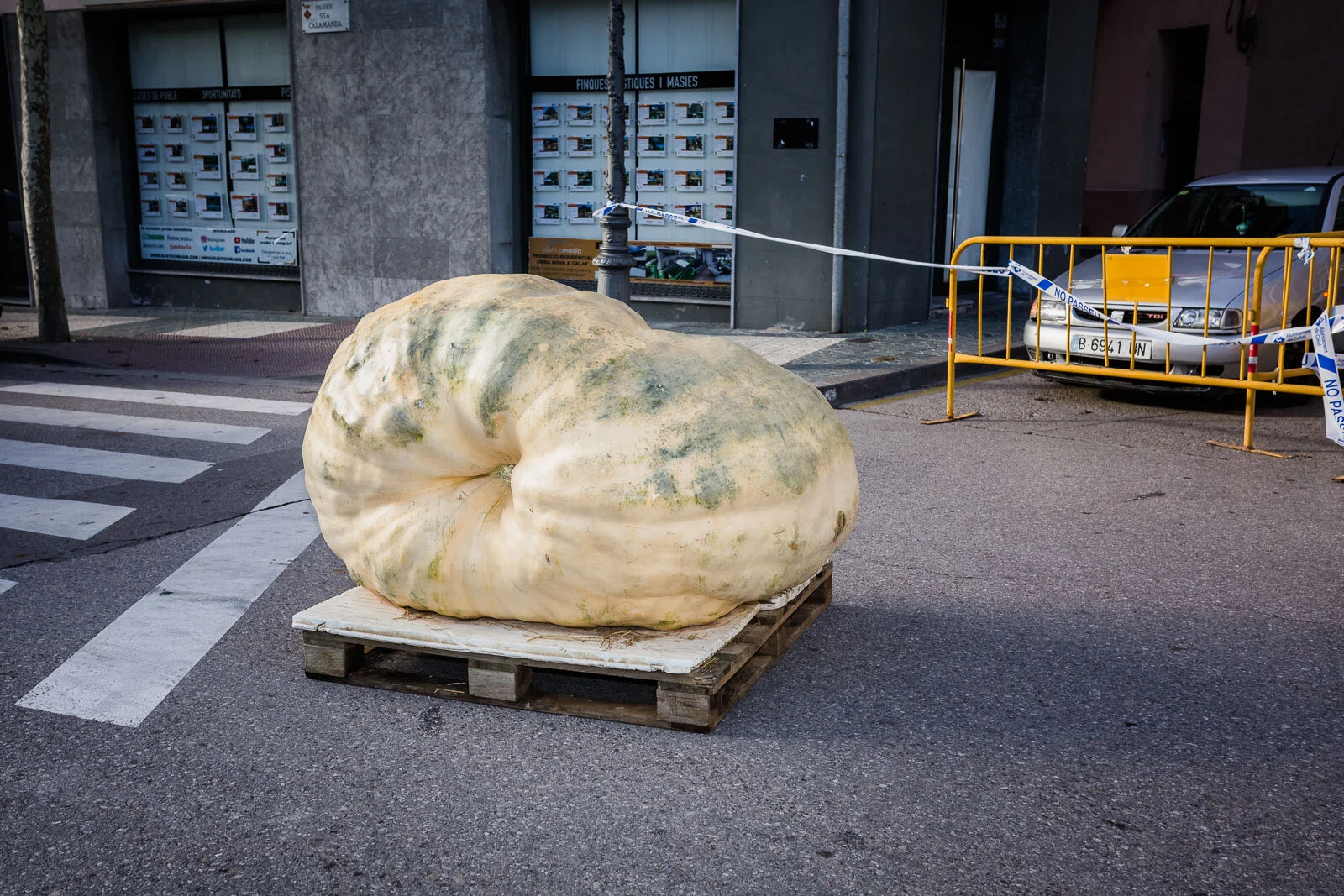 concurso calabazas gigantes calaf-64.jpg