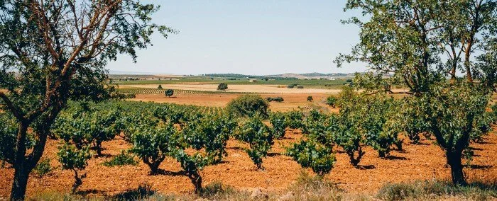 Visita la Bodega Gratias, donde se ubica Cañitas Maite · Albacete