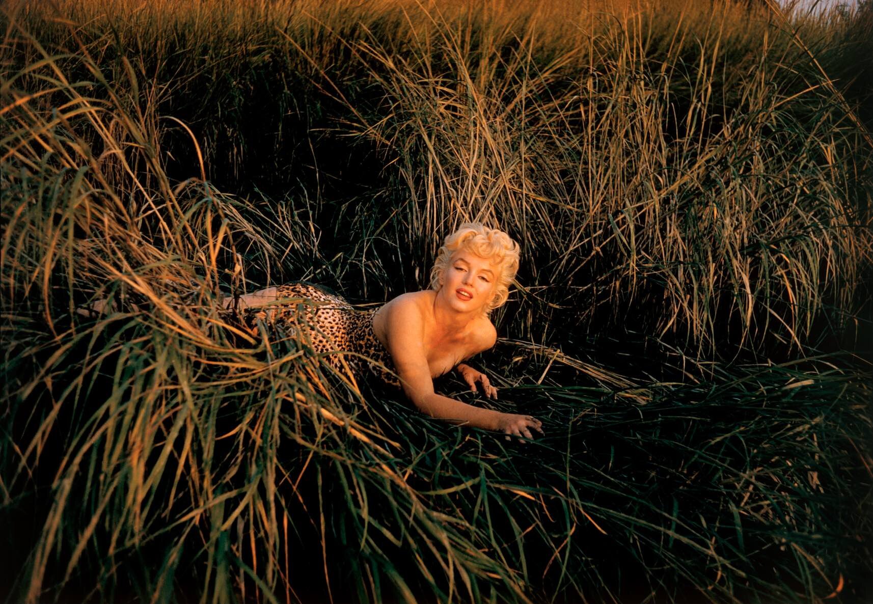 Monroe in bulrushes.jpg