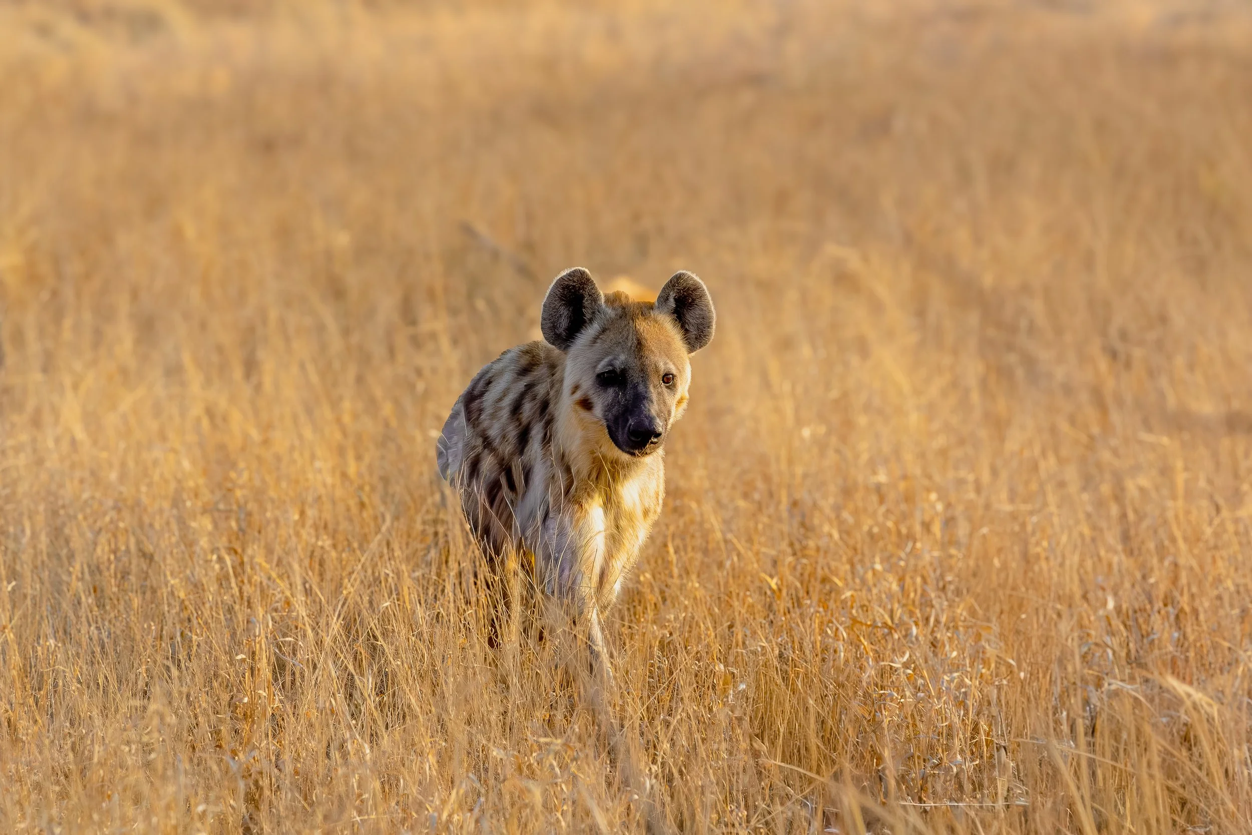 Hyena-19.jpg