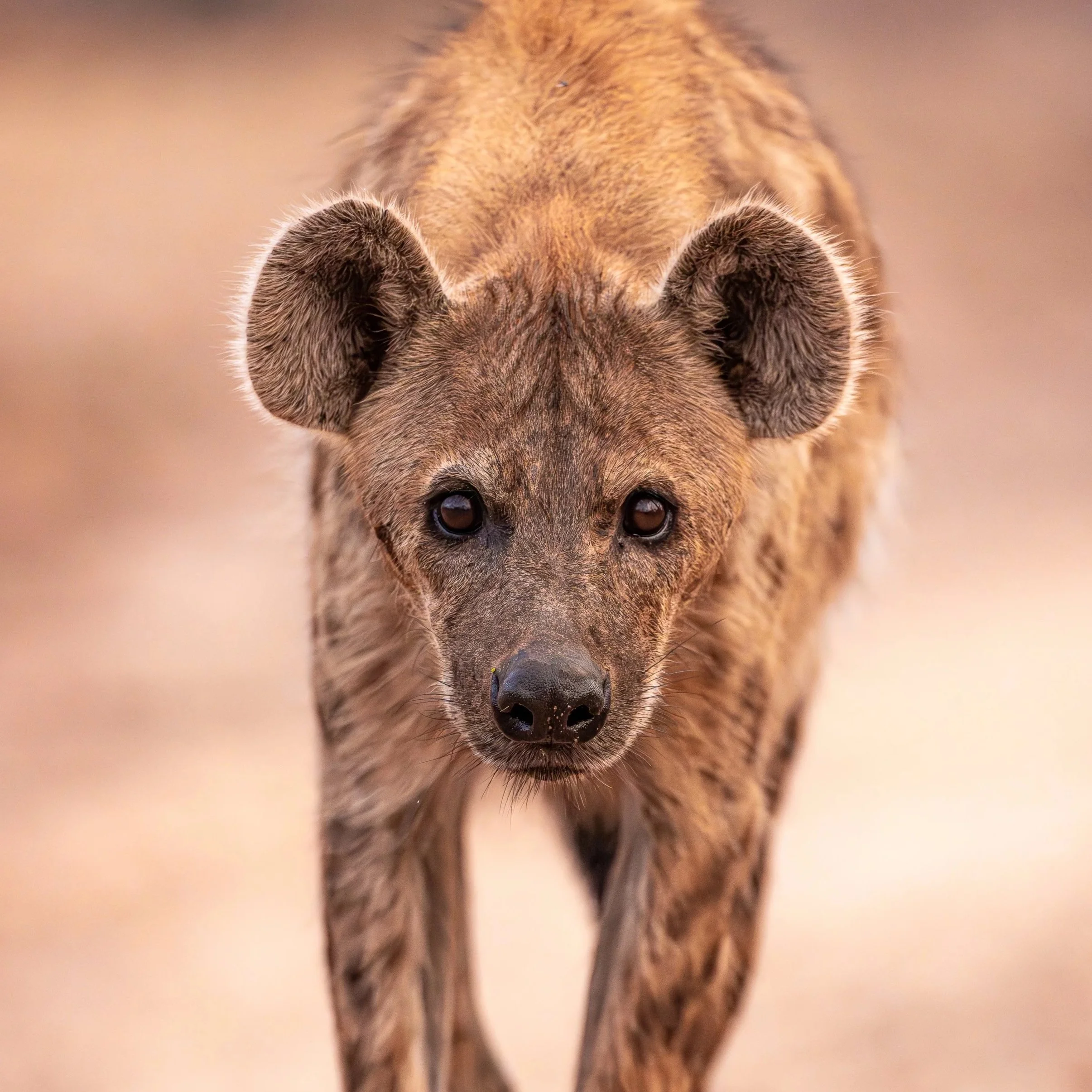 Hyena