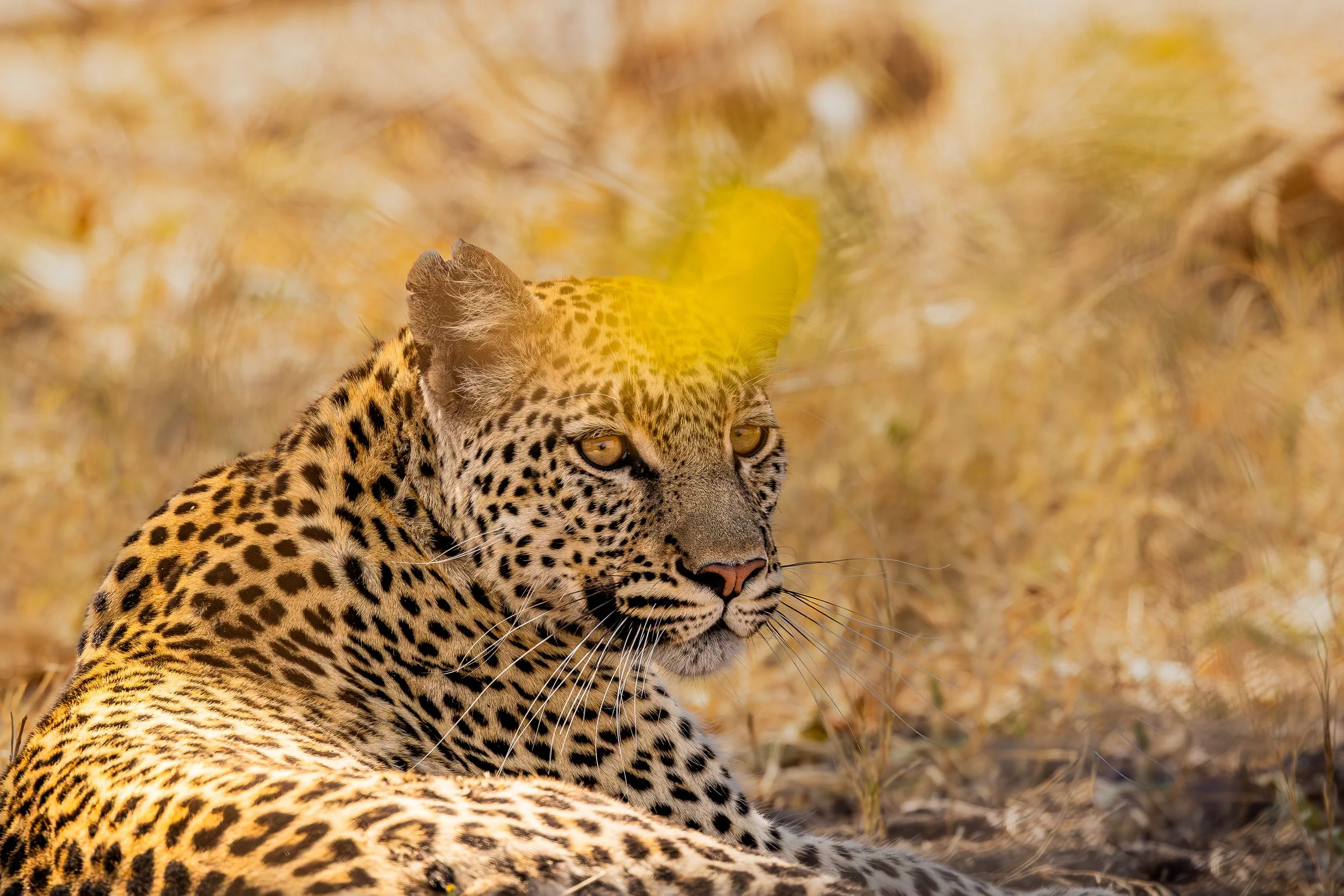 Leopard-6.jpg