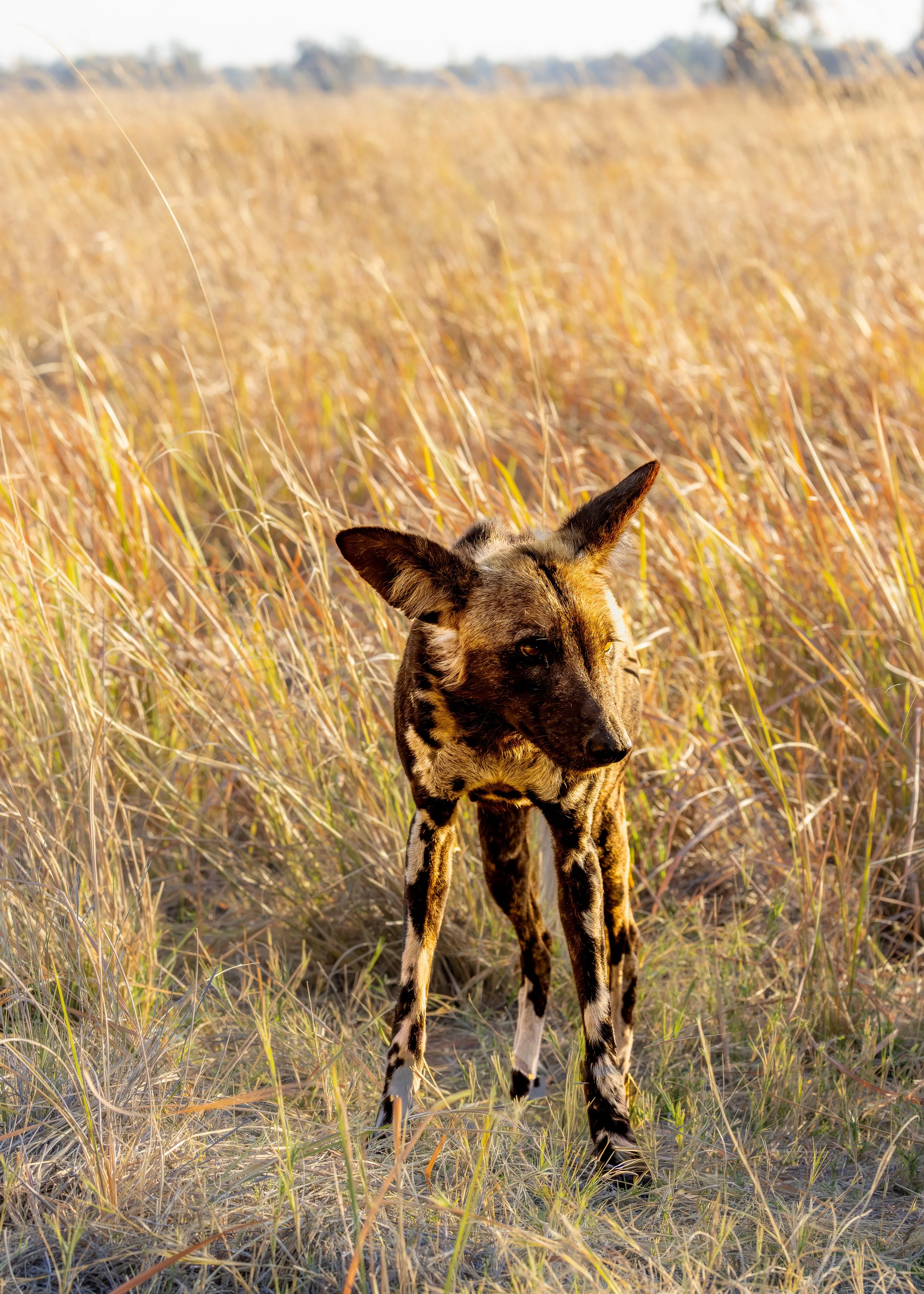 Wild Dog-09.jpg