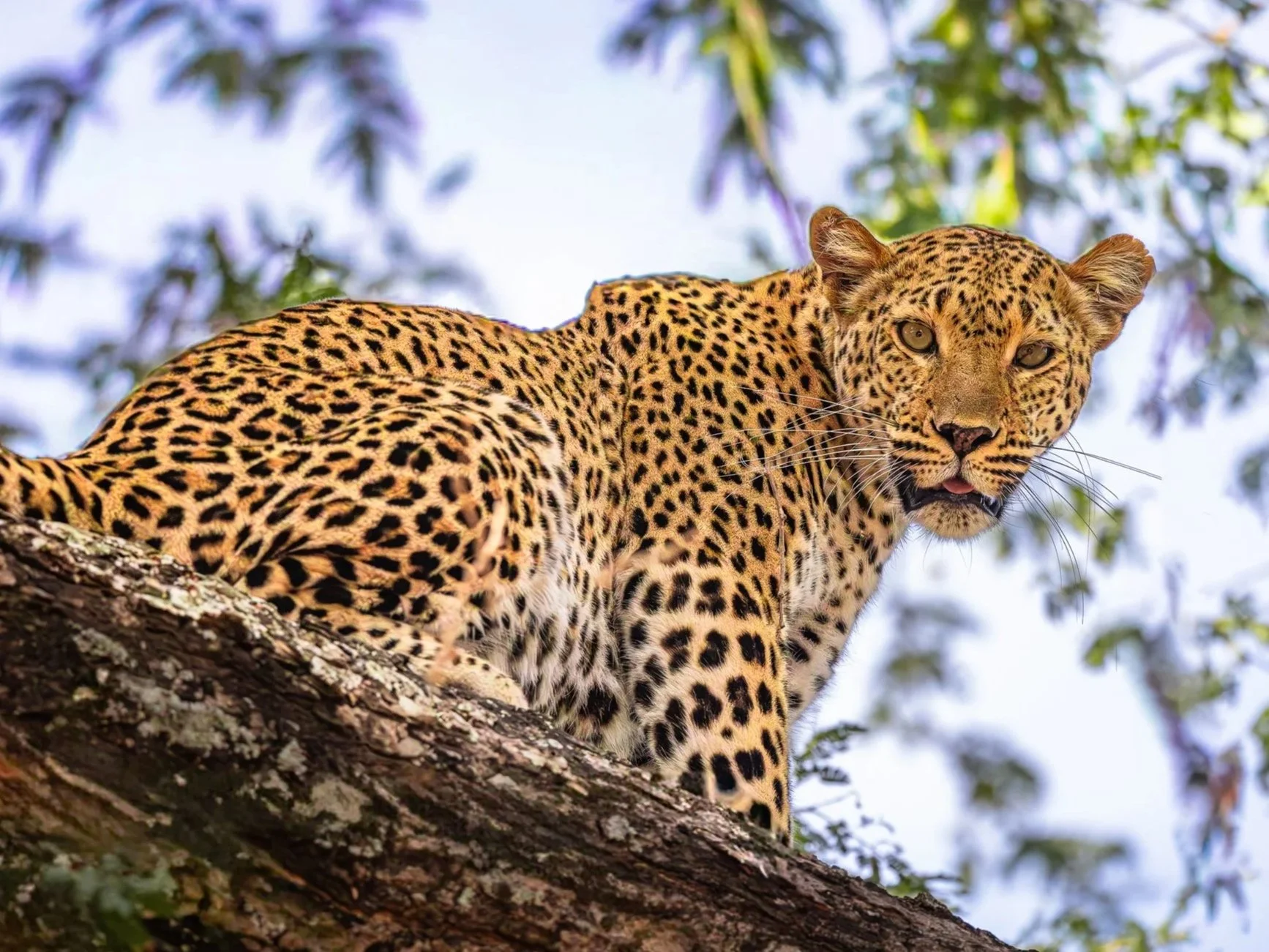 Leopard-3.jpg