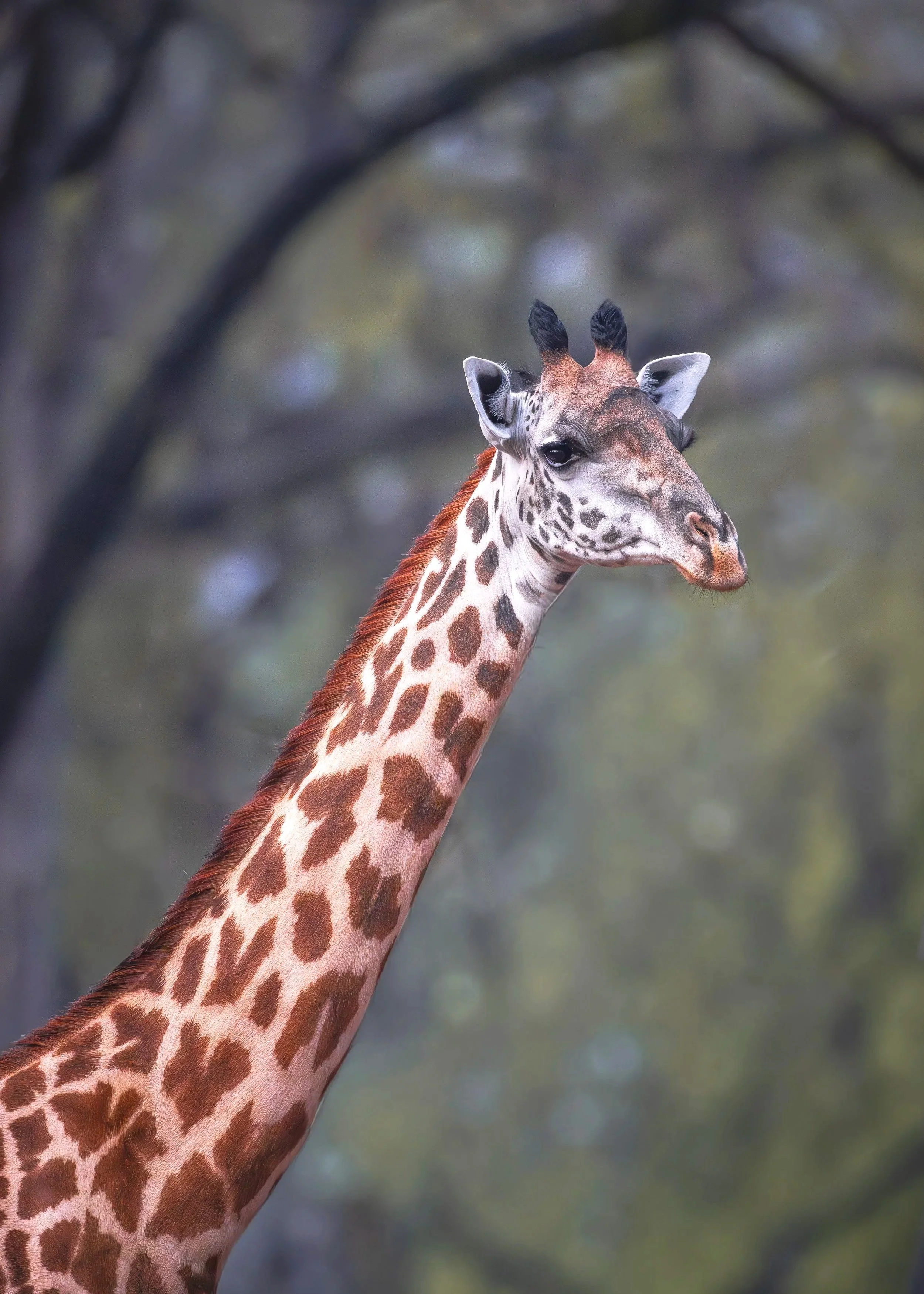Giraffe-2.jpg
