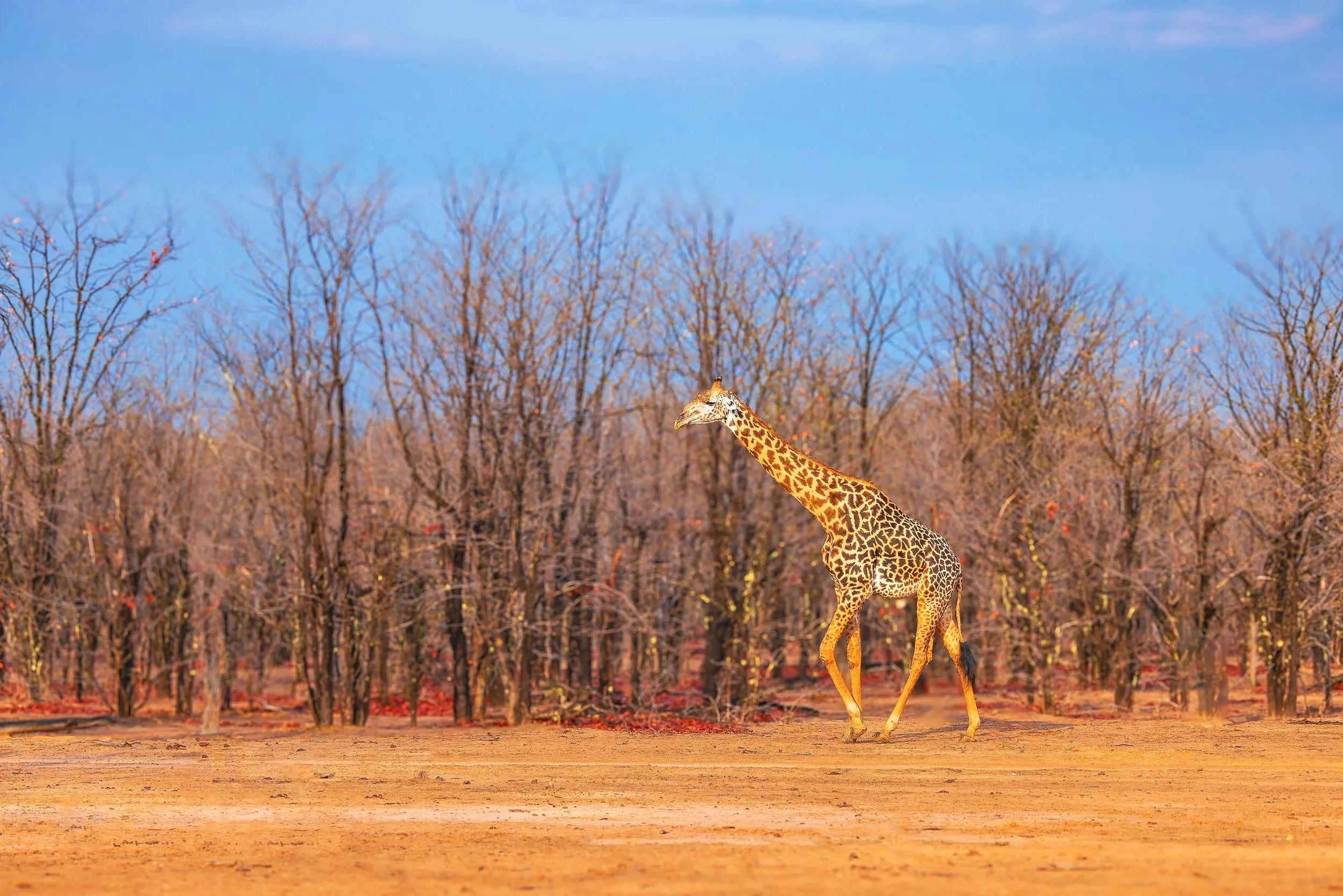 Giraffe-3.jpg