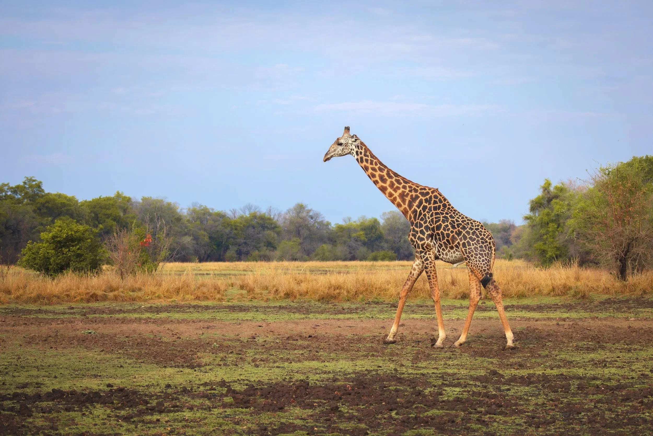 Giraffe-4.jpg