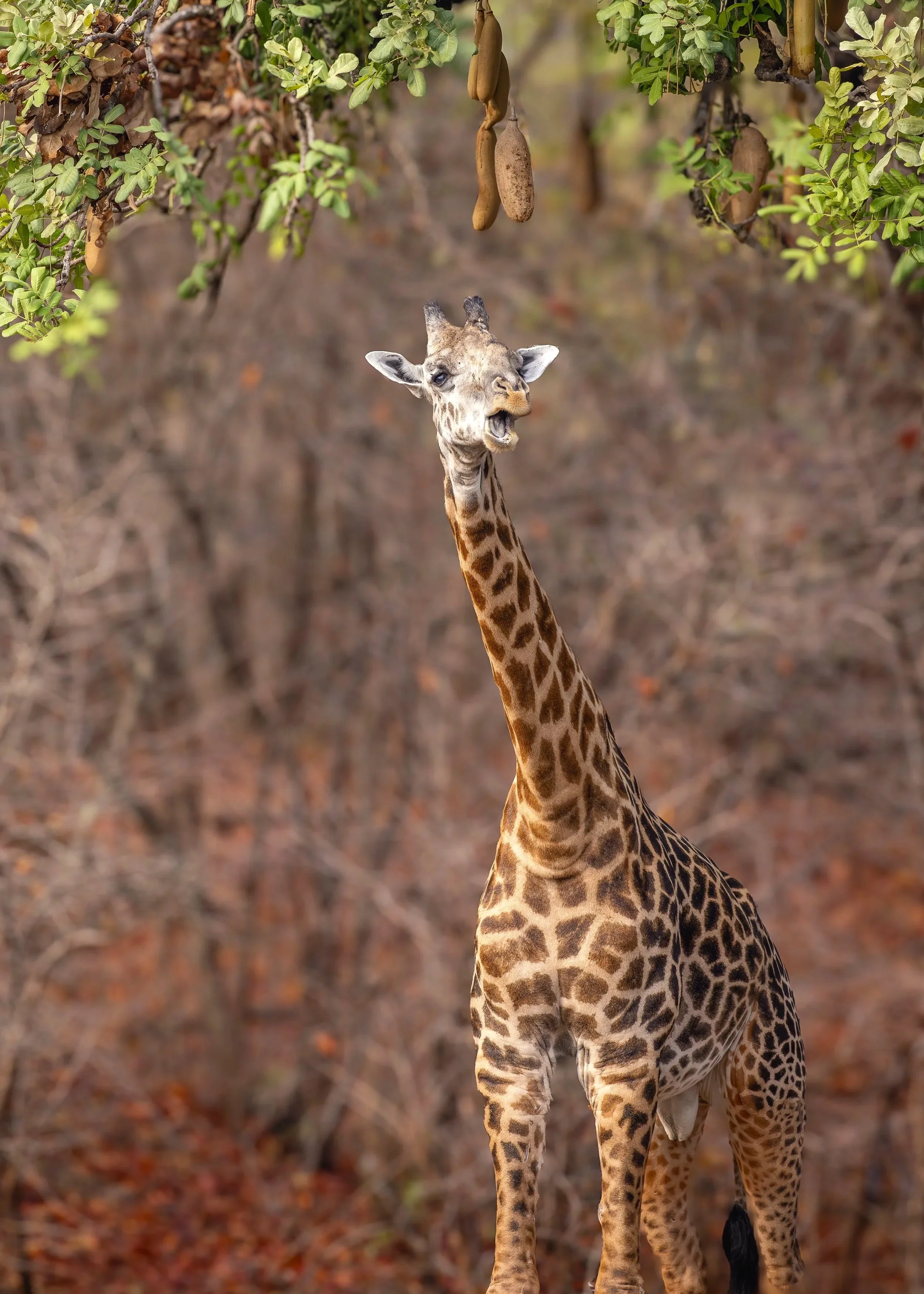 Giraffe-5.jpg