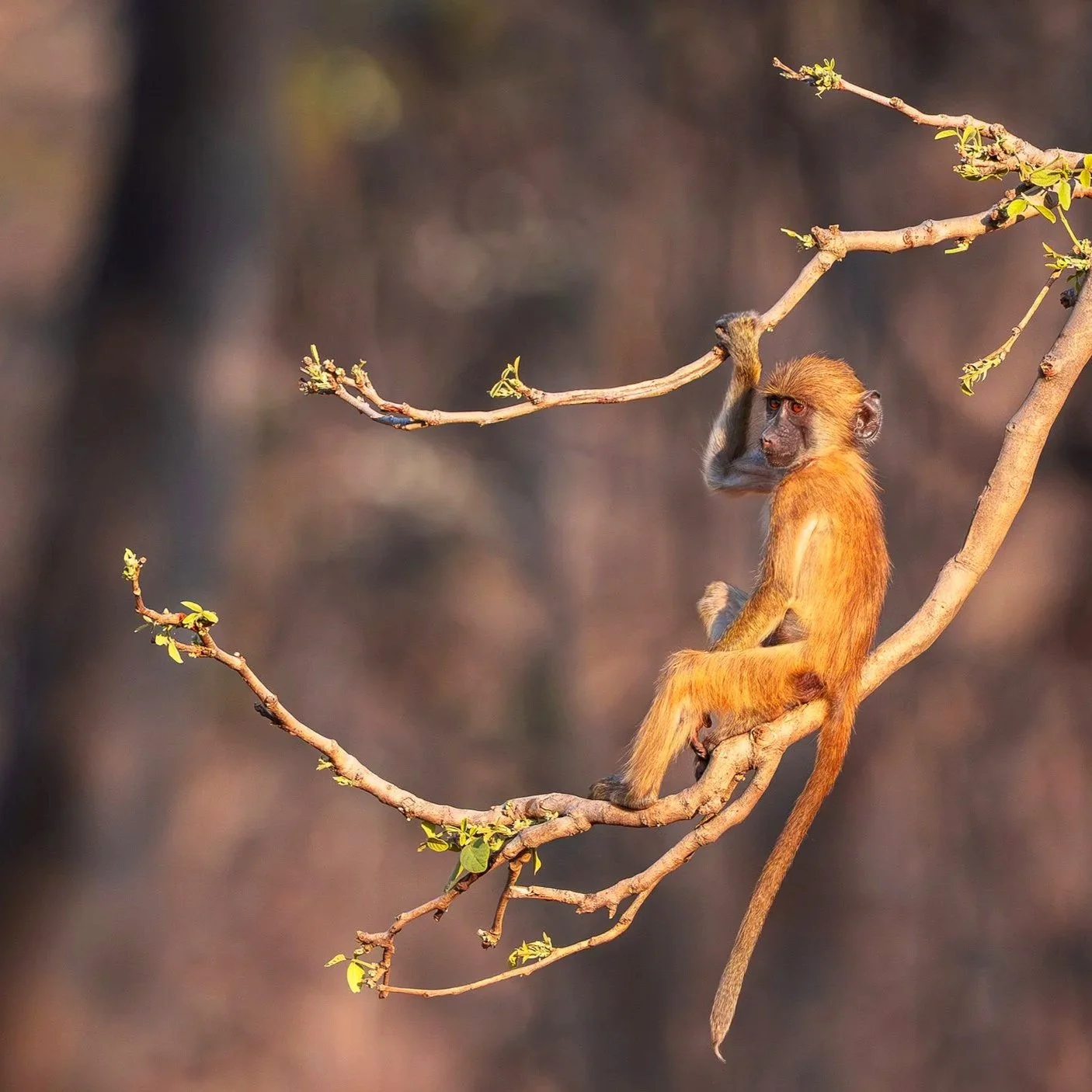 Baboon-21.jpg