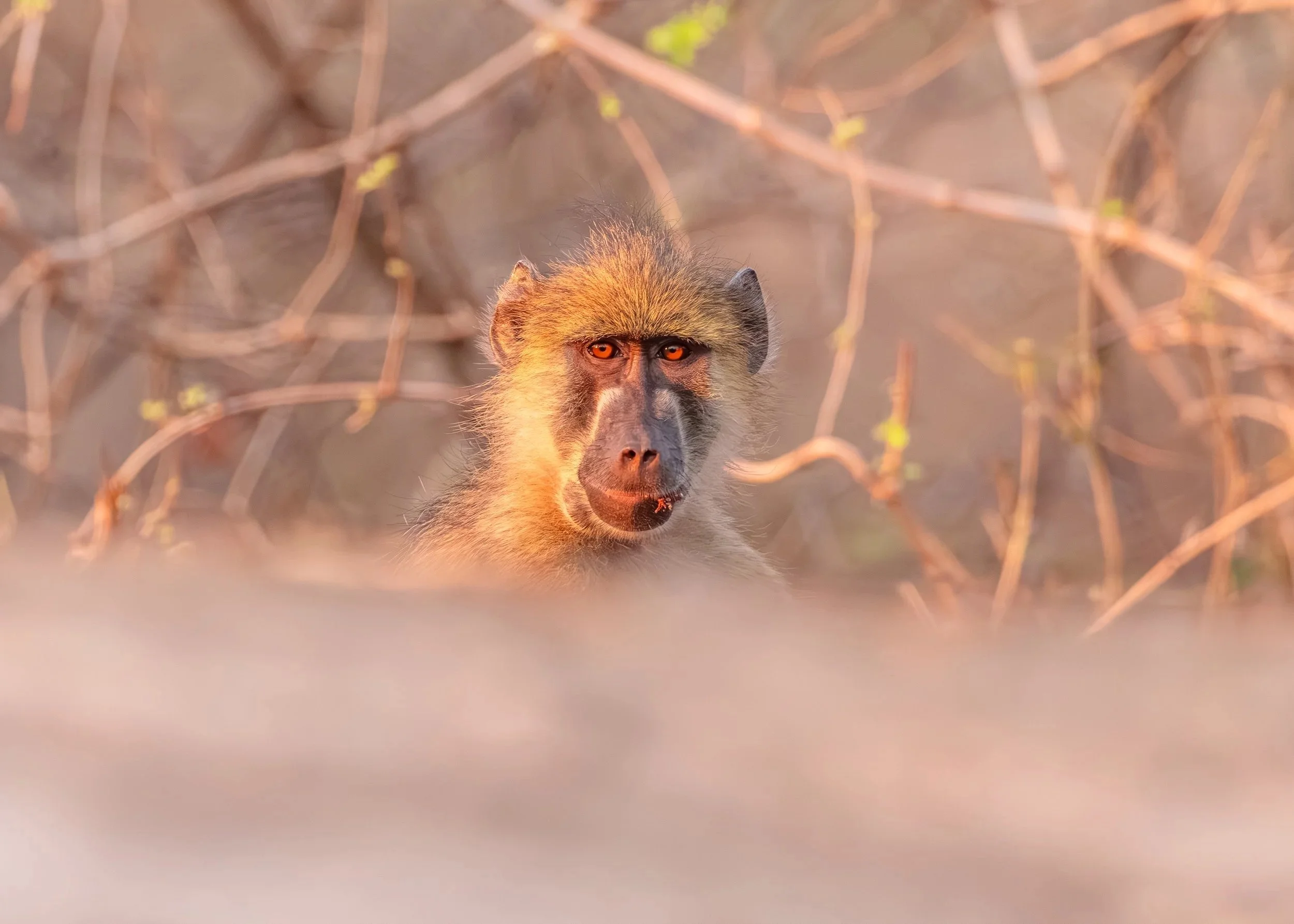 Baboon-28.jpg