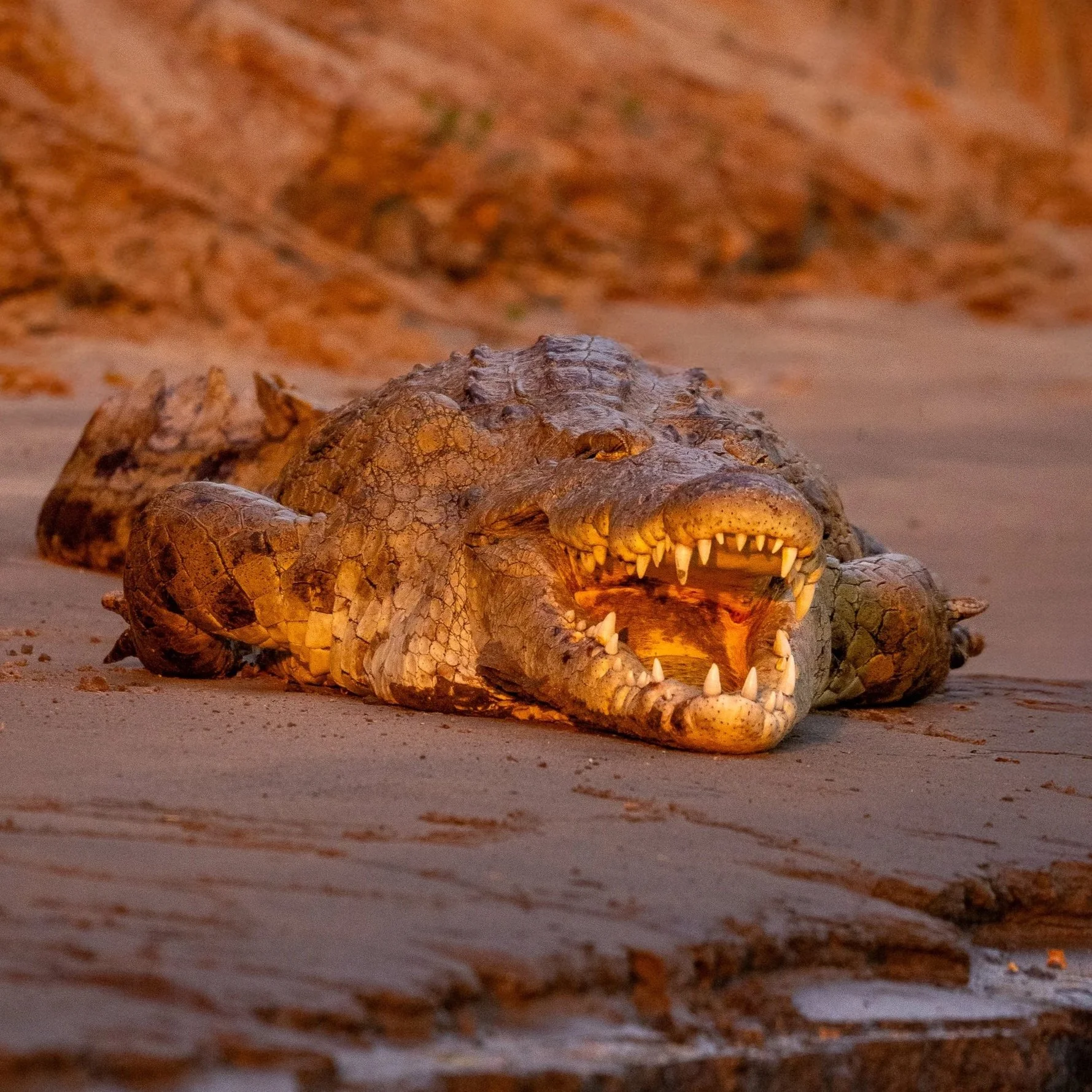 Nile Crocodile