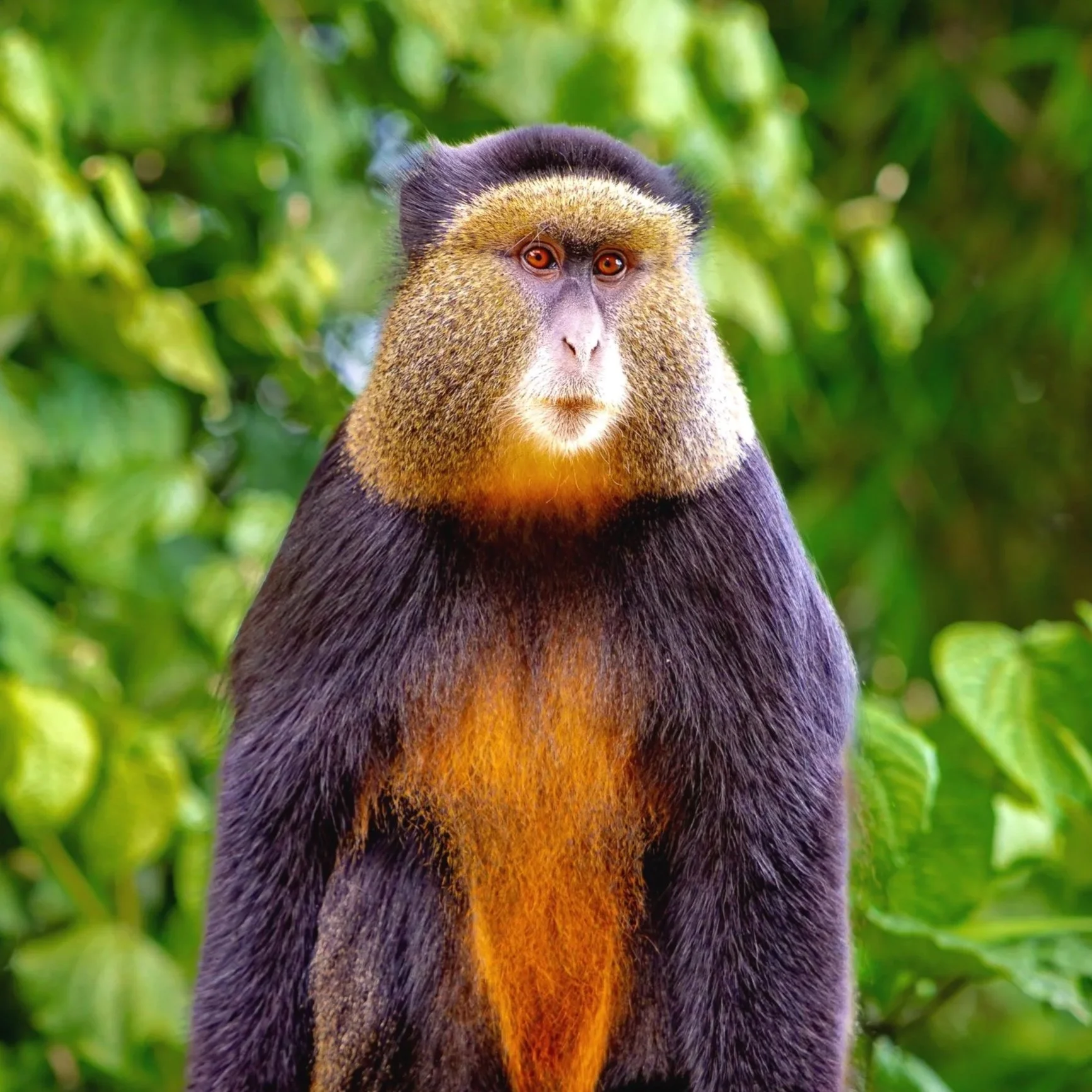 Golden Monkey