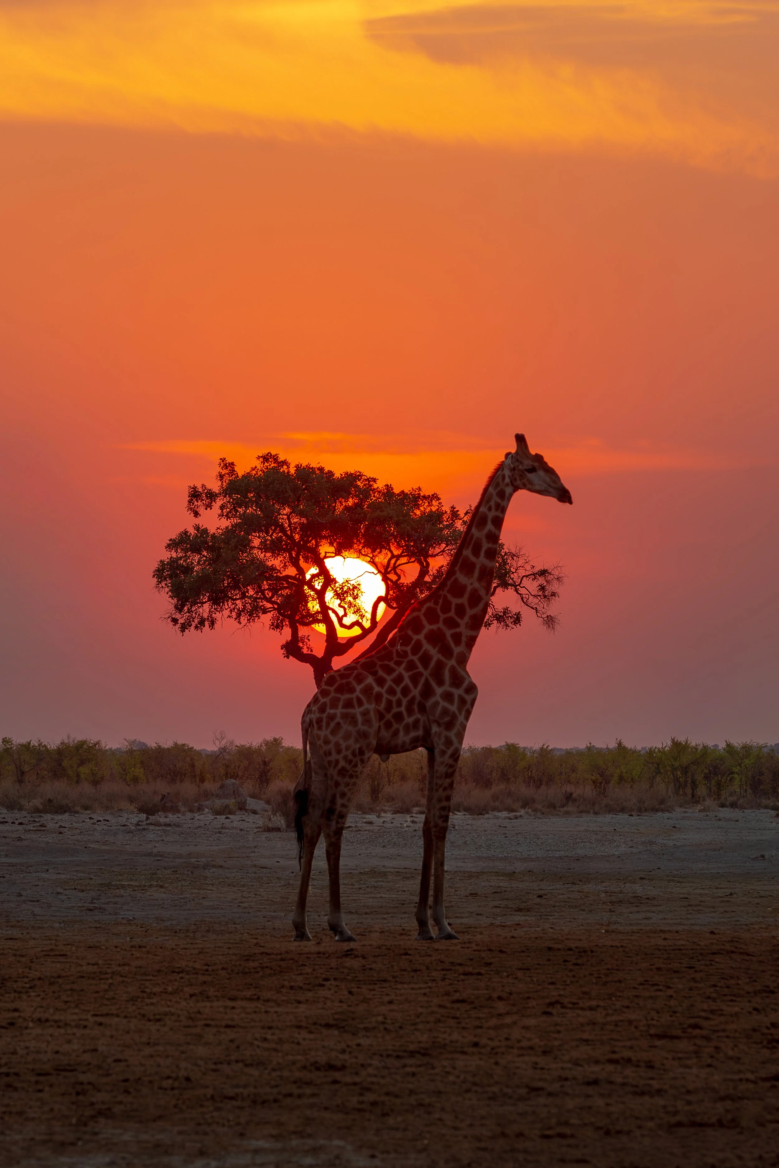 Giraffe-15.jpg