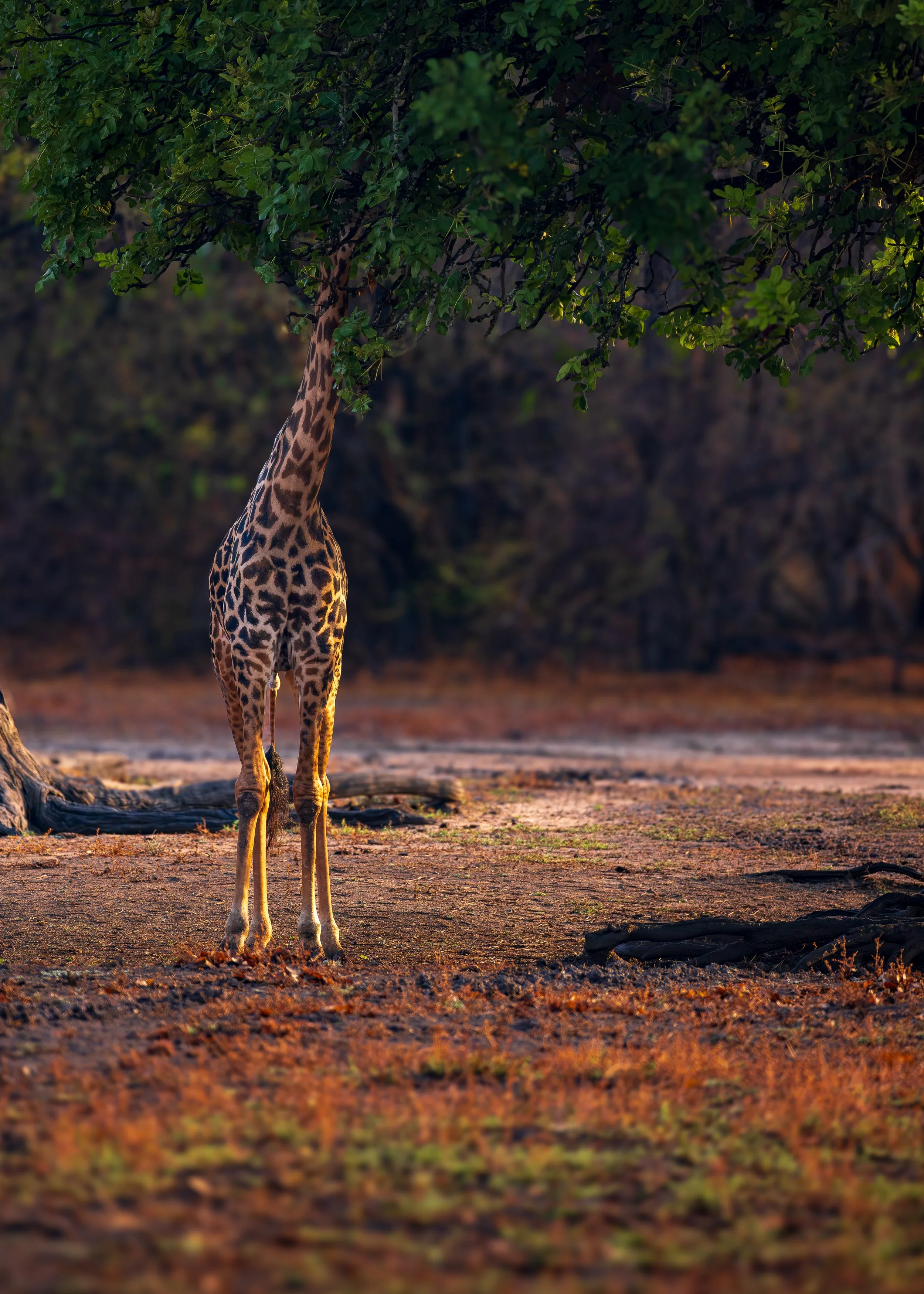 Giraffe-19.jpg