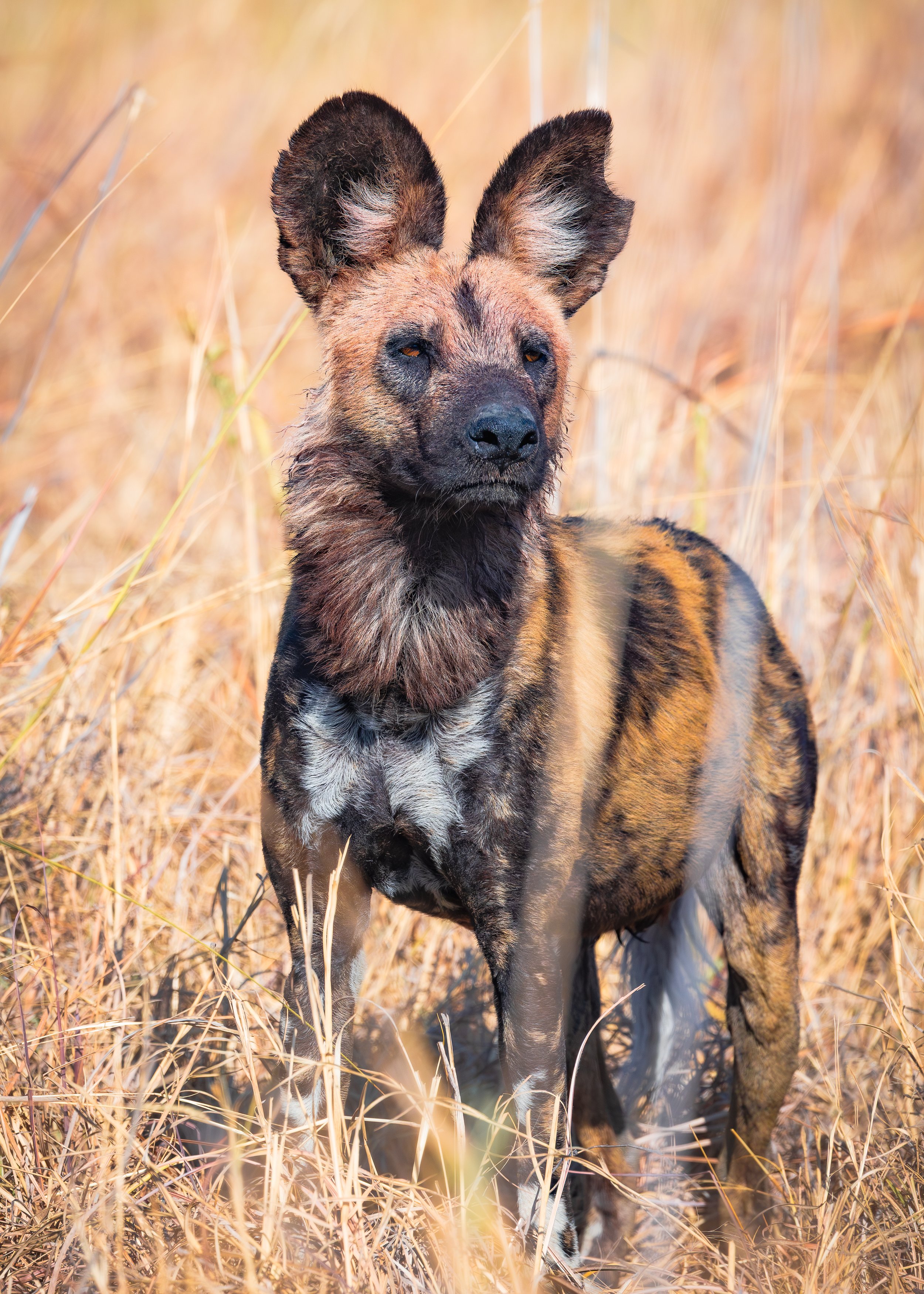 Wild Dog-01.jpg