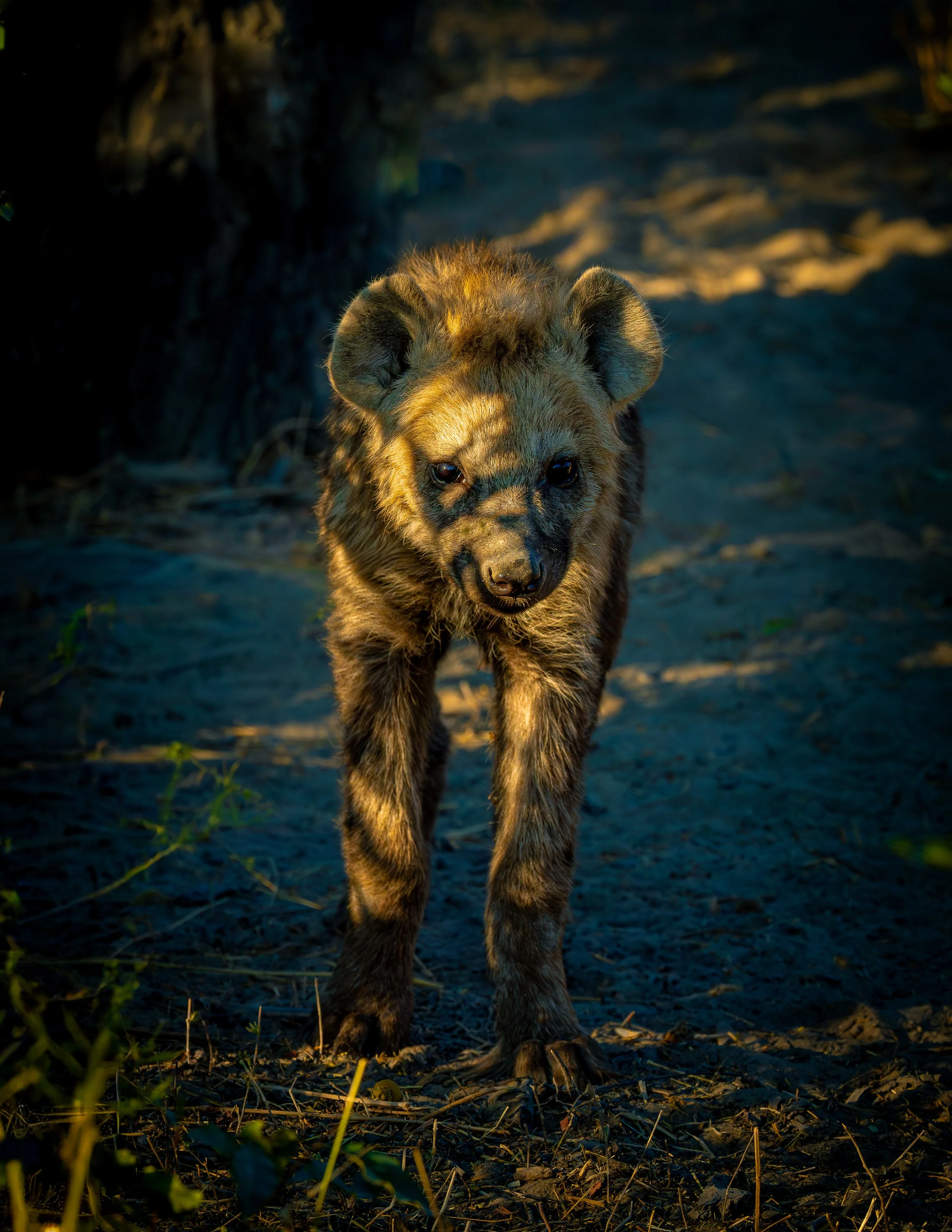 Hyena-20.jpg