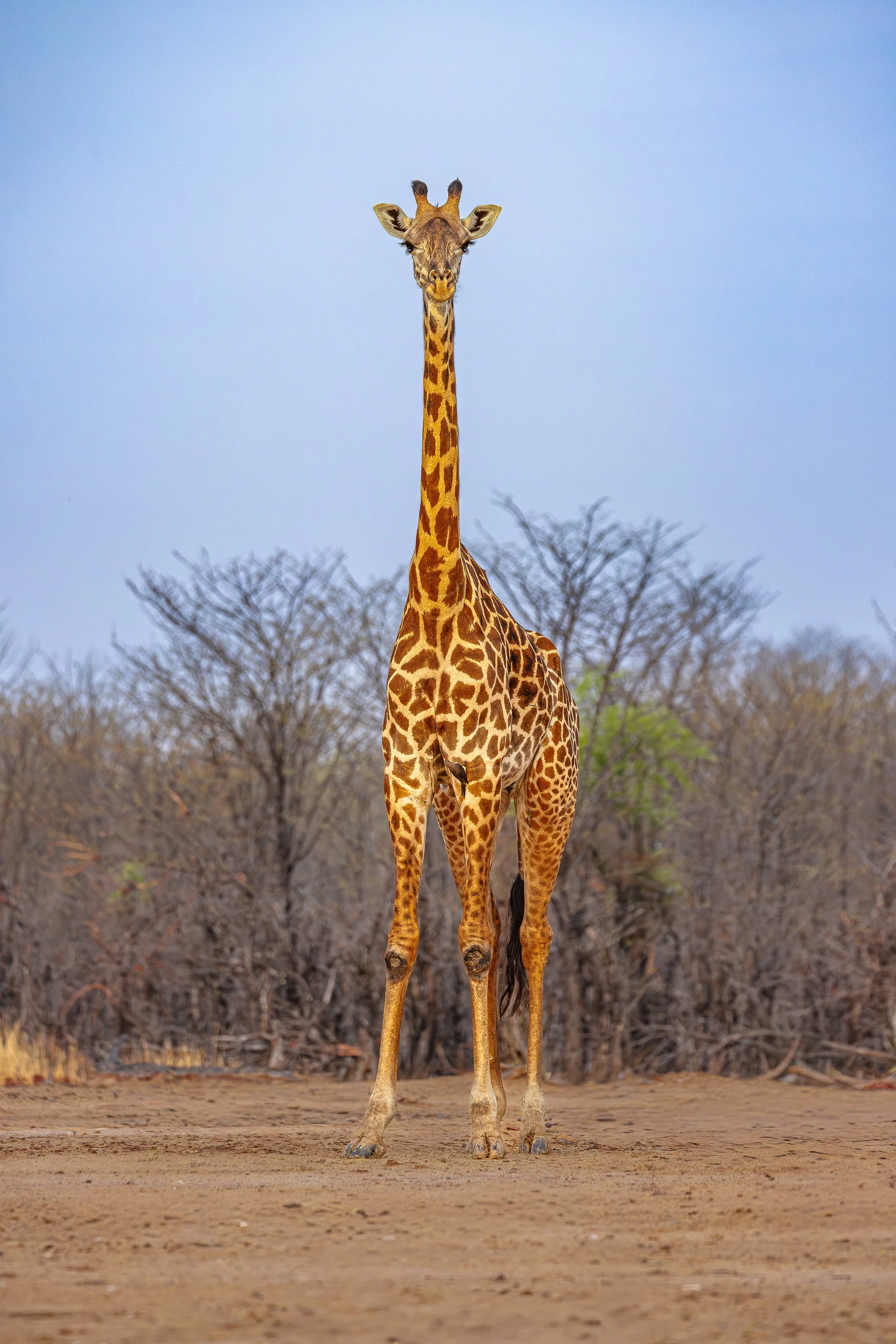 Giraffe-6.jpg