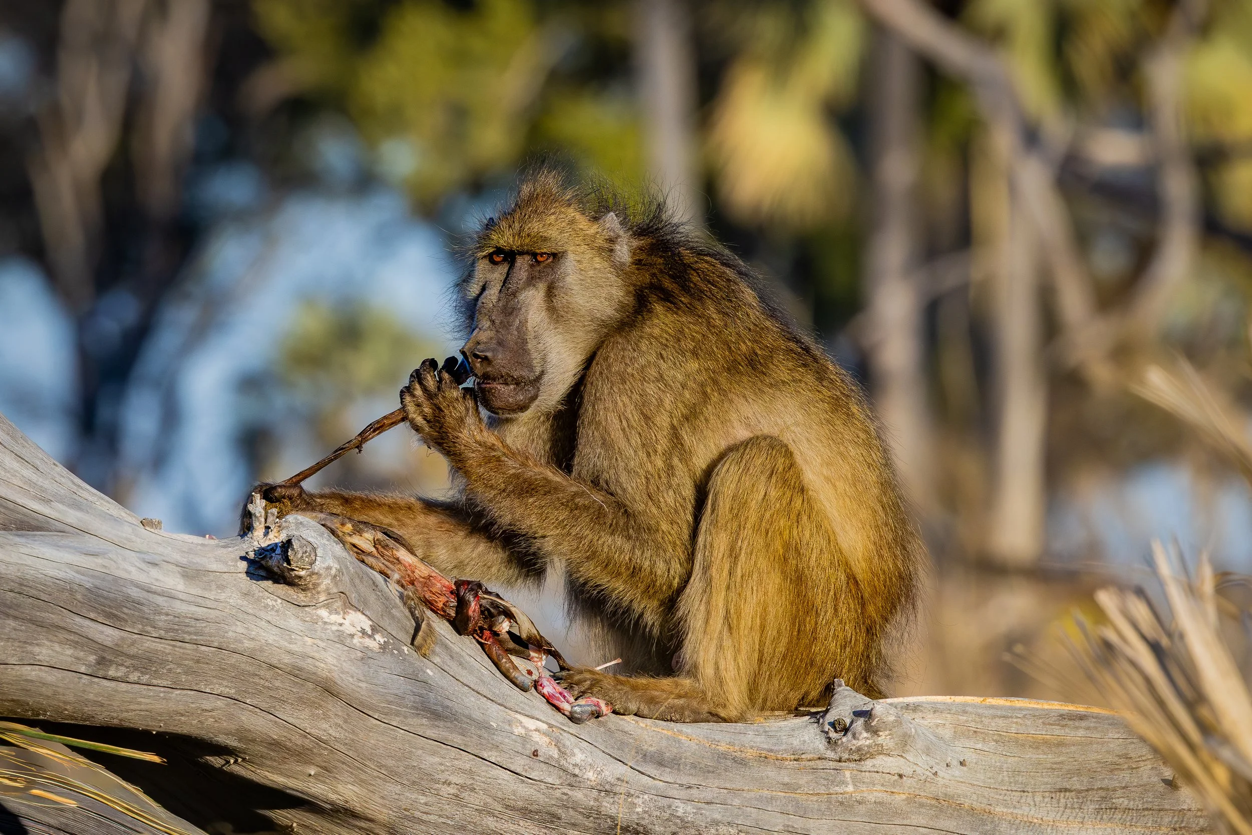 Baboon-4.jpg
