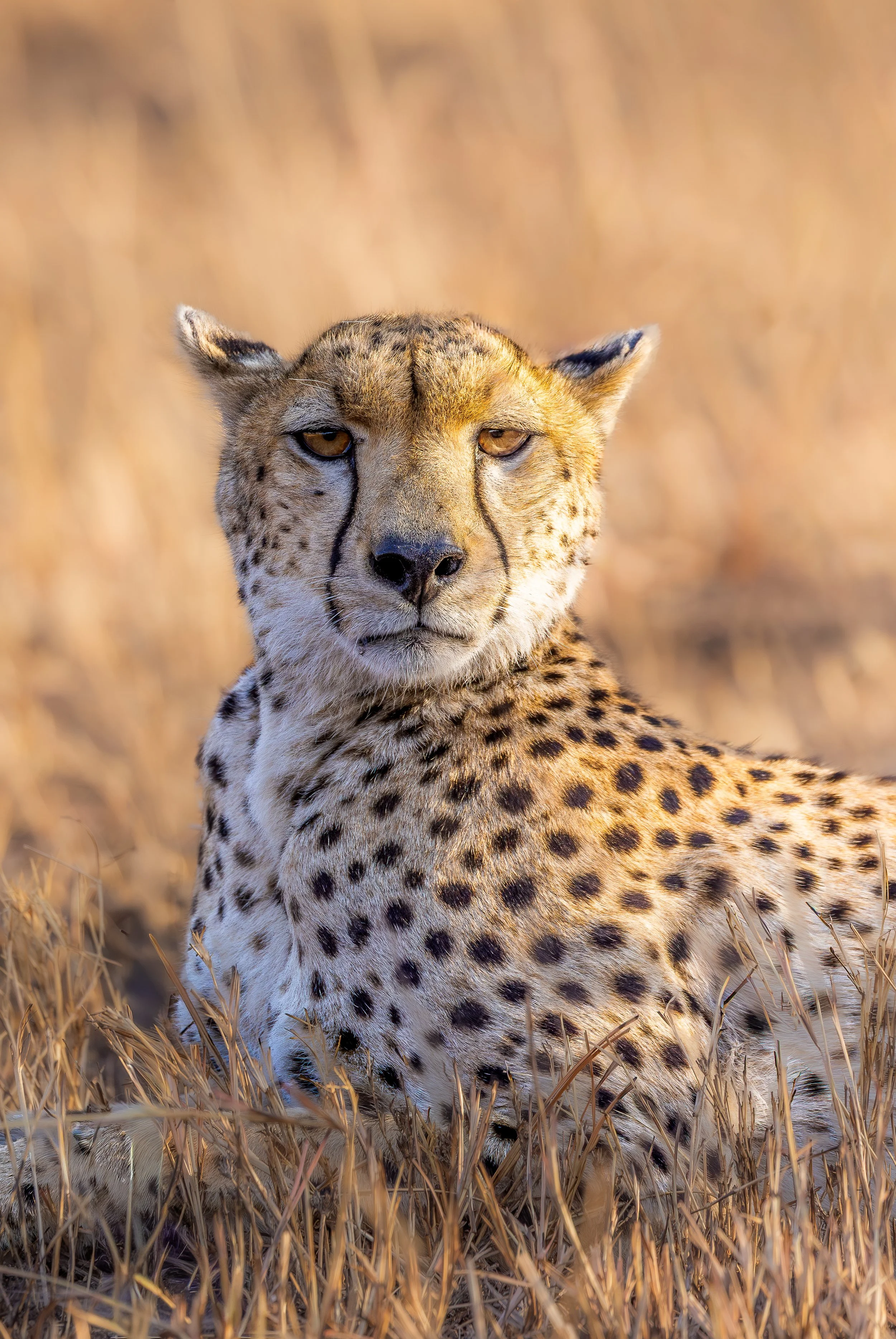 Cheetah-25.jpg