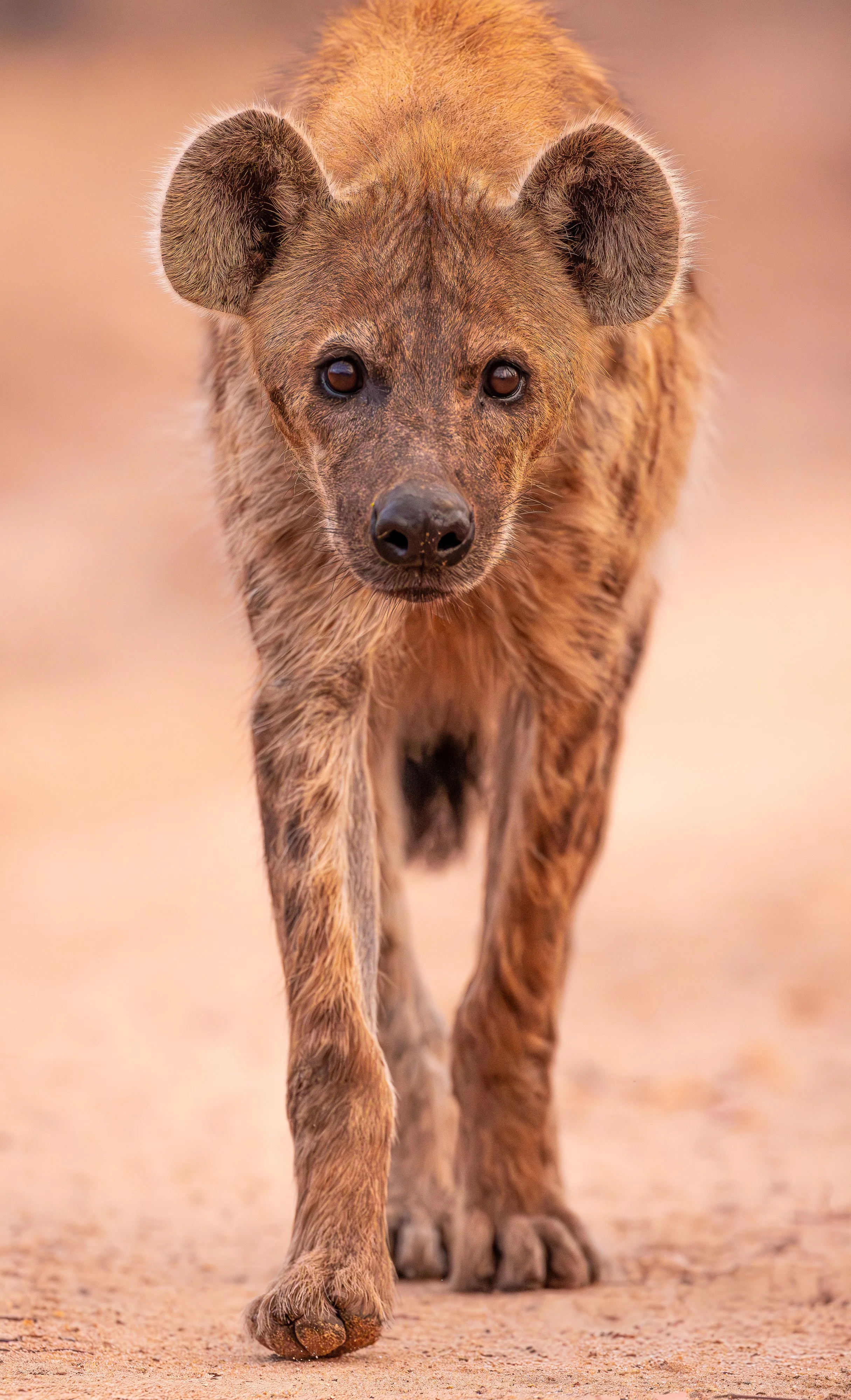 Hyena-11.jpg
