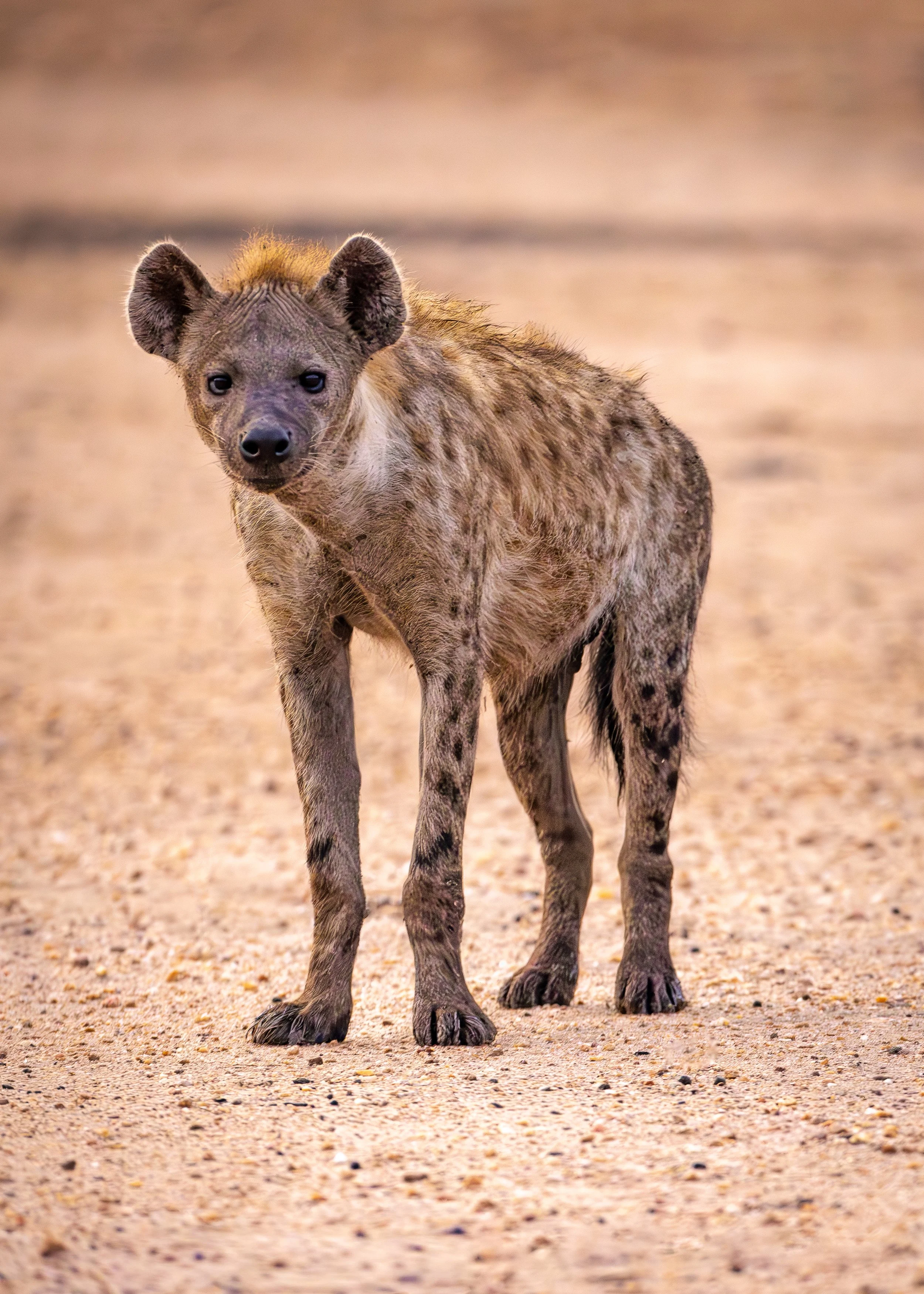 Hyena-04.jpg